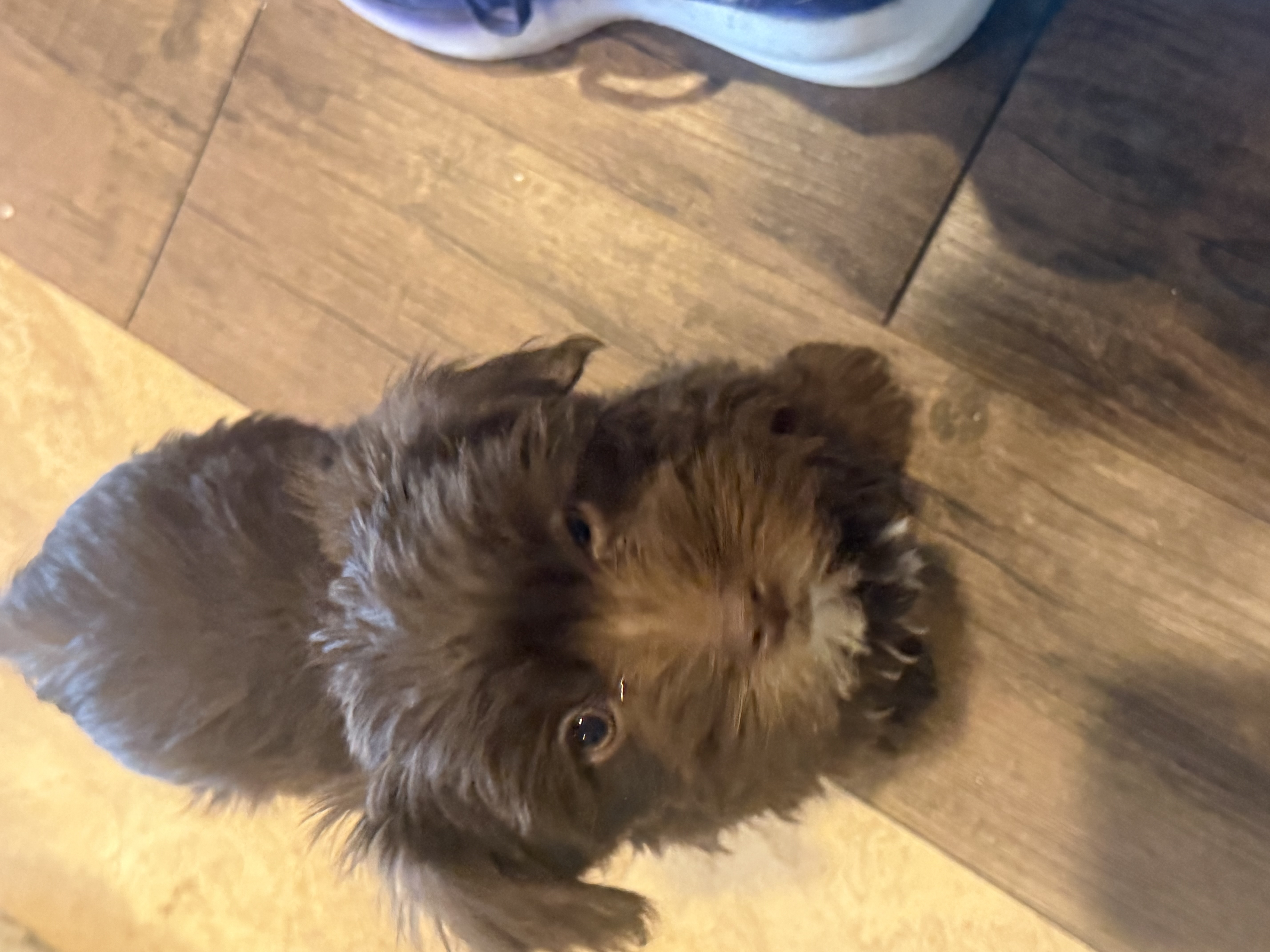 Puppies image 5