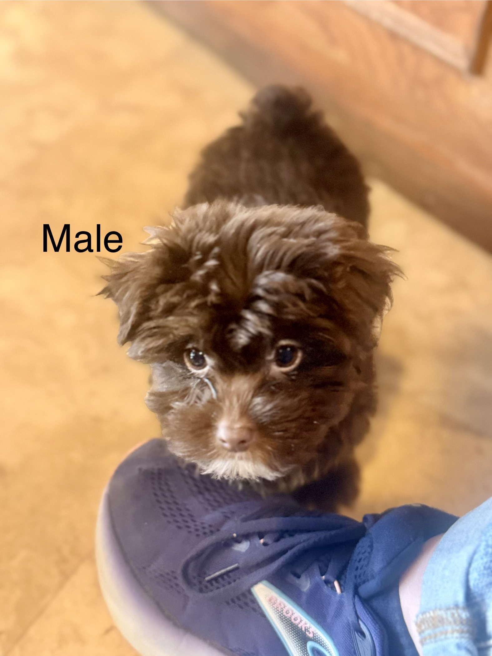 Puppies image 2