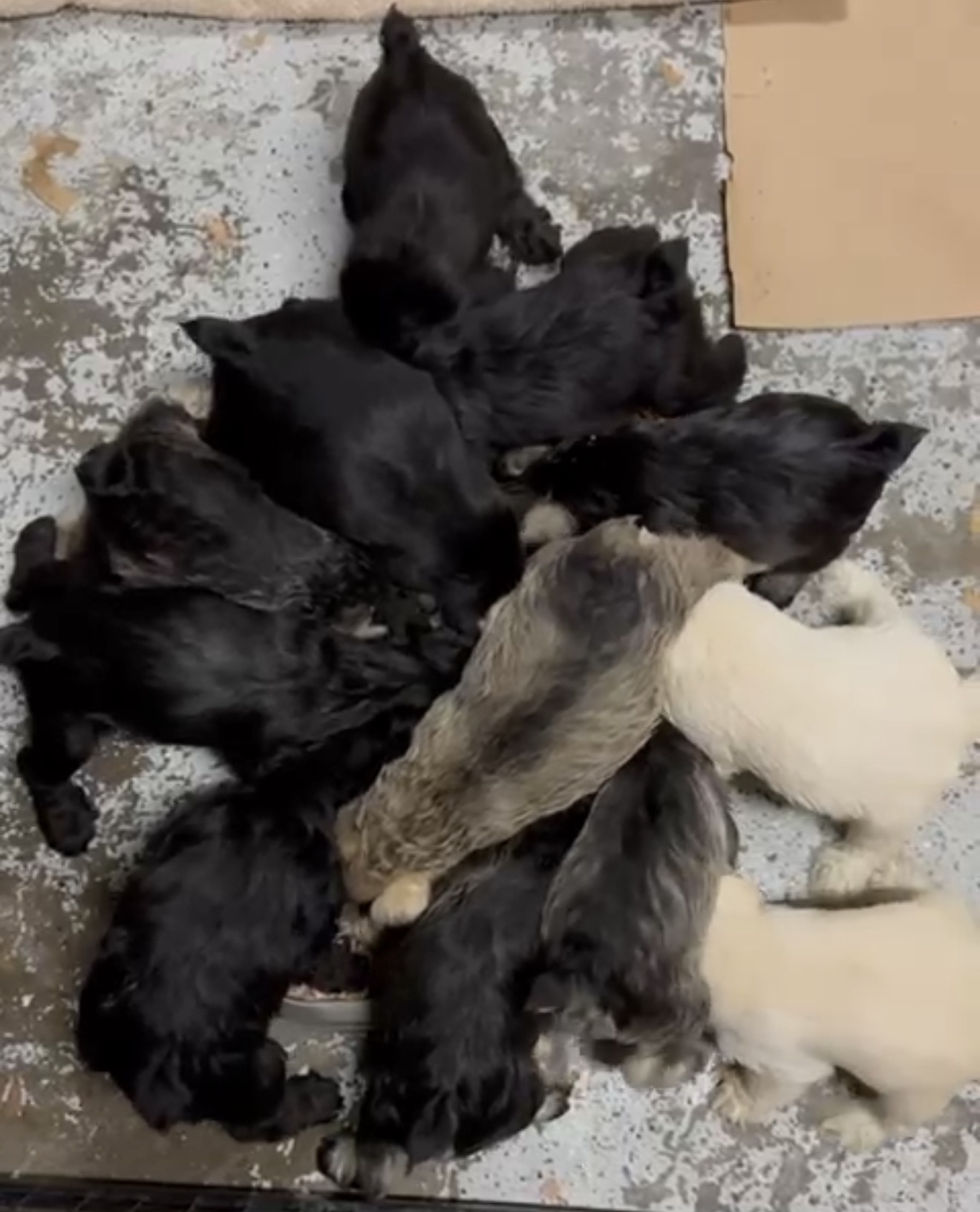 Miniature Schnauzers image 1