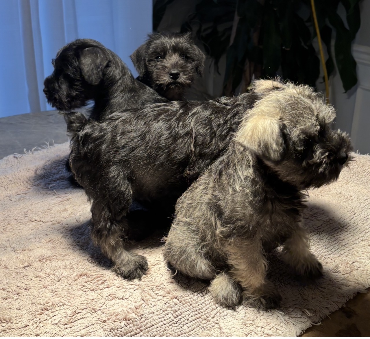Miniature Schnauzers image 3