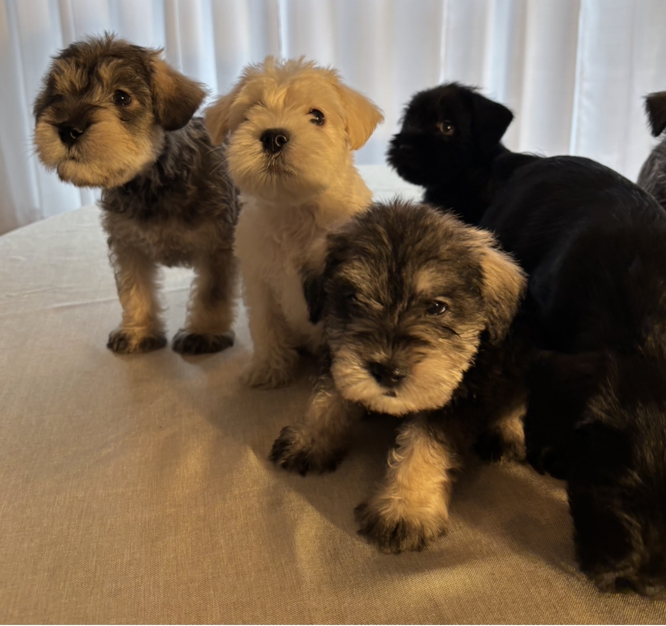 Miniature Schnauzers image 2
