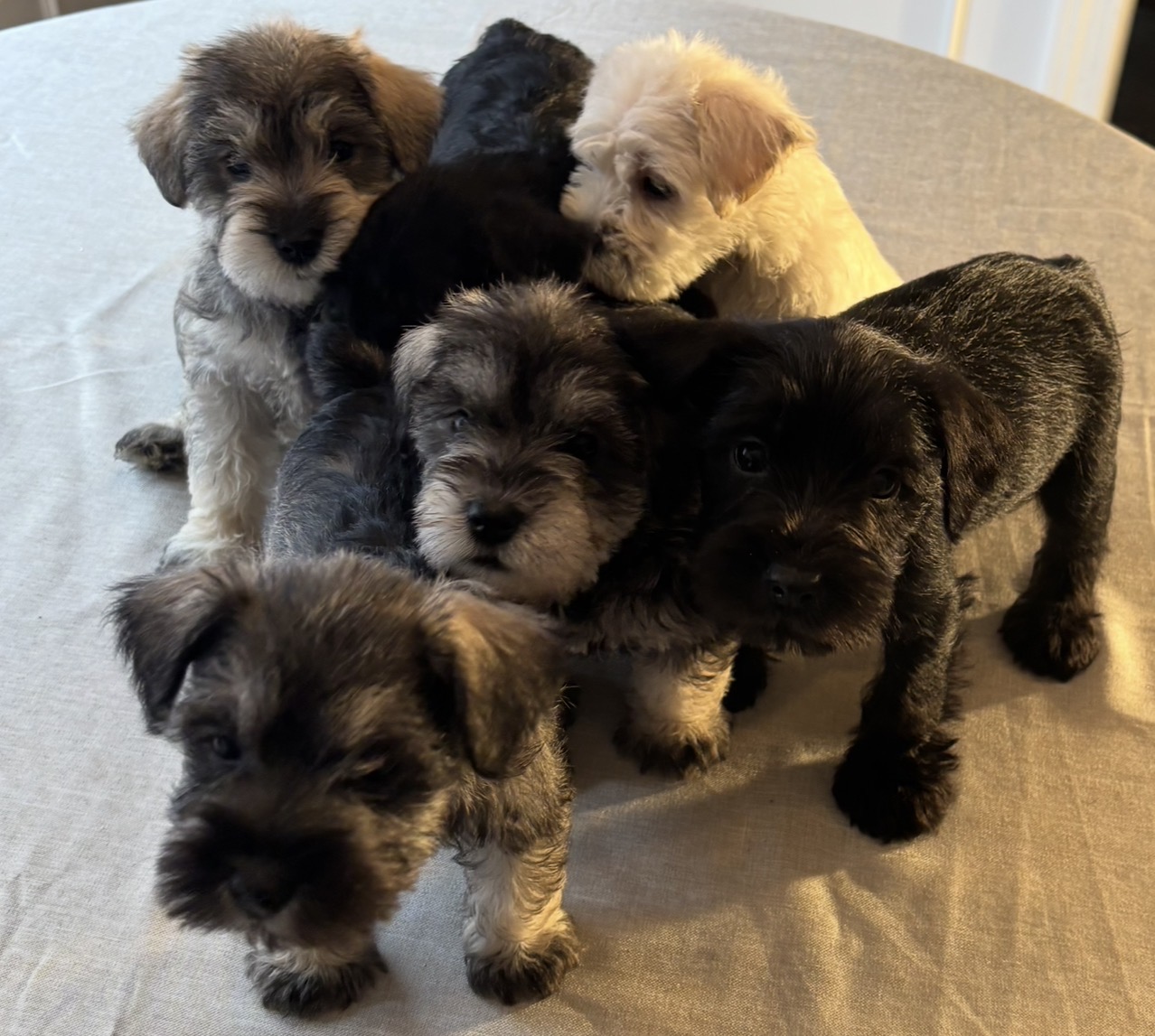 Miniature Schnauzers image 4