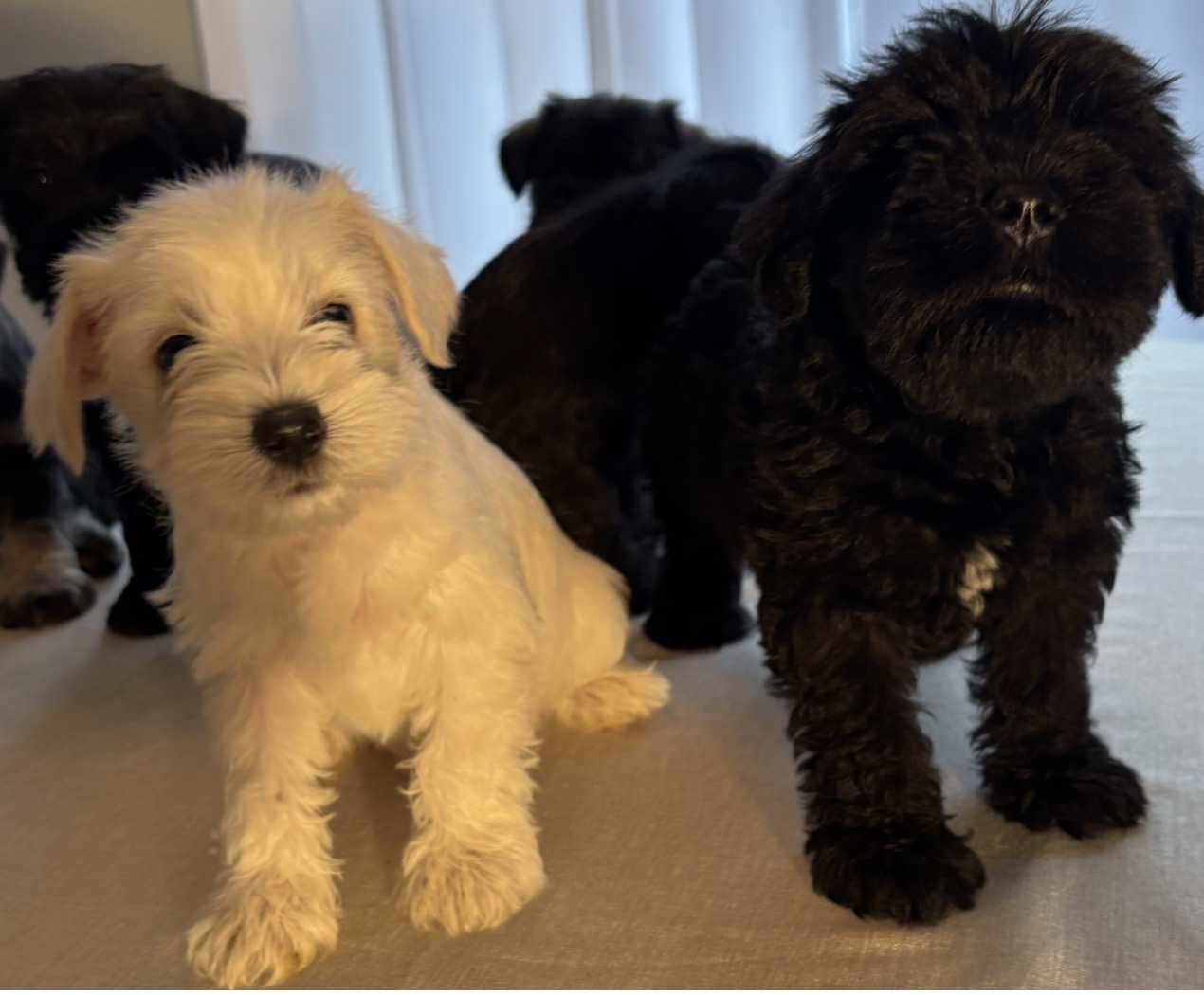 Miniature Schnauzers image 5