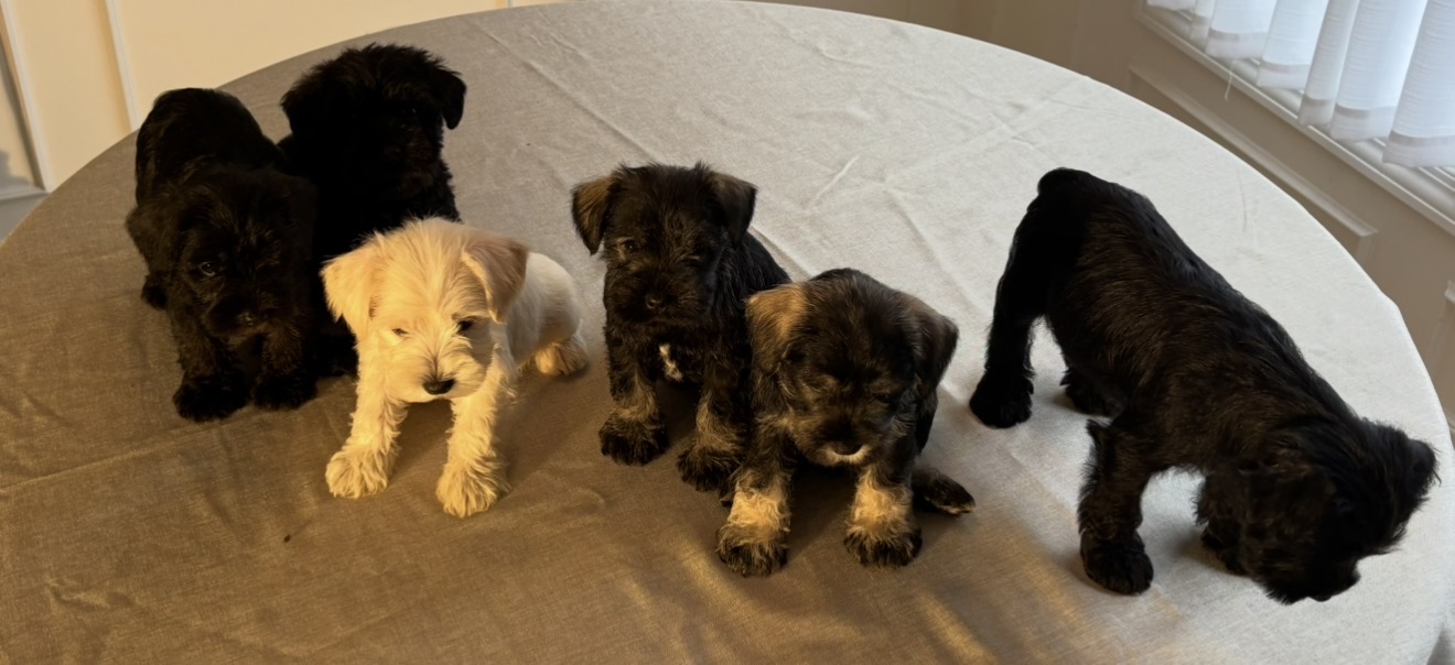 Miniature Schnauzers image 6