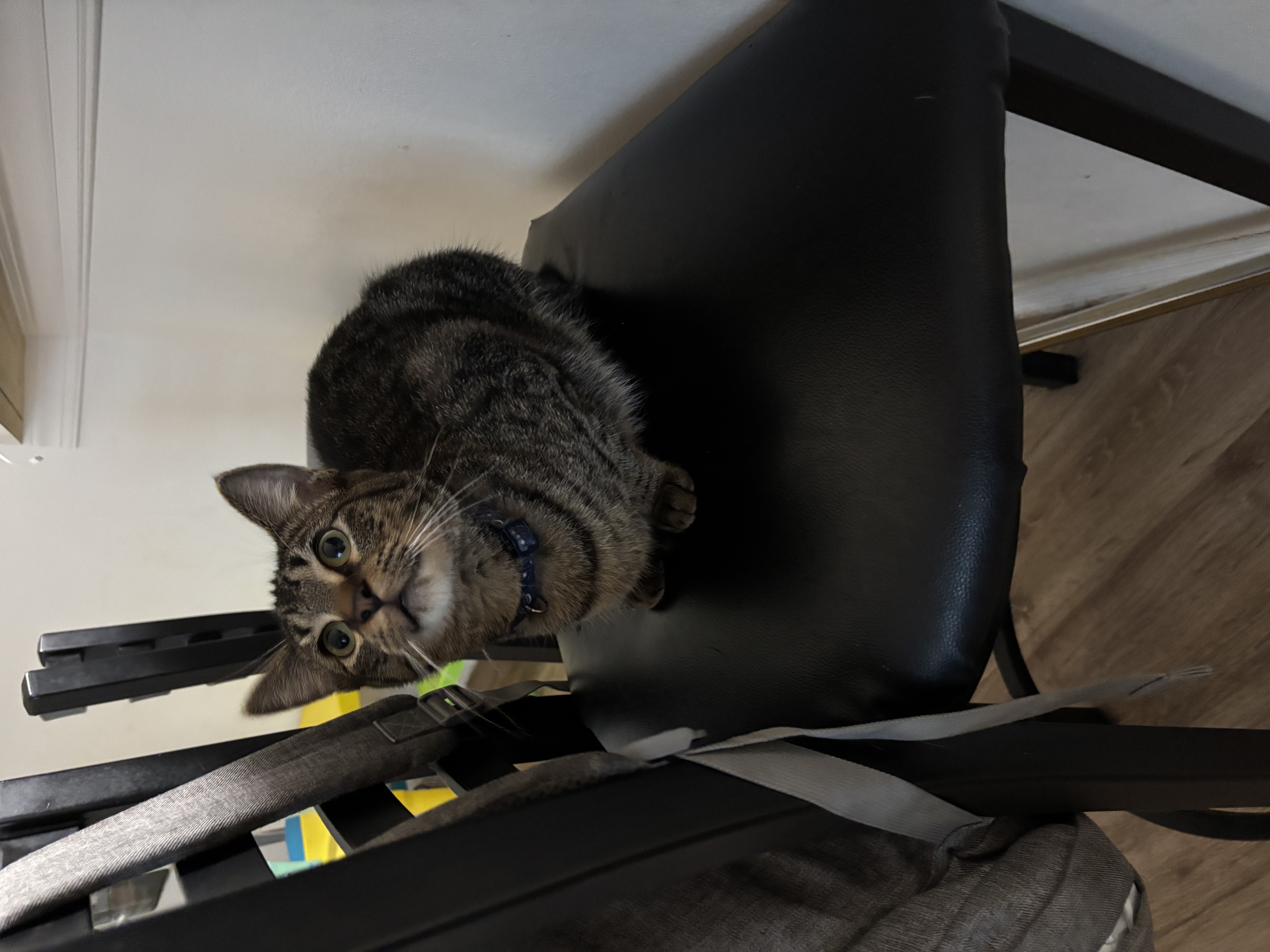 Loving cat image 1