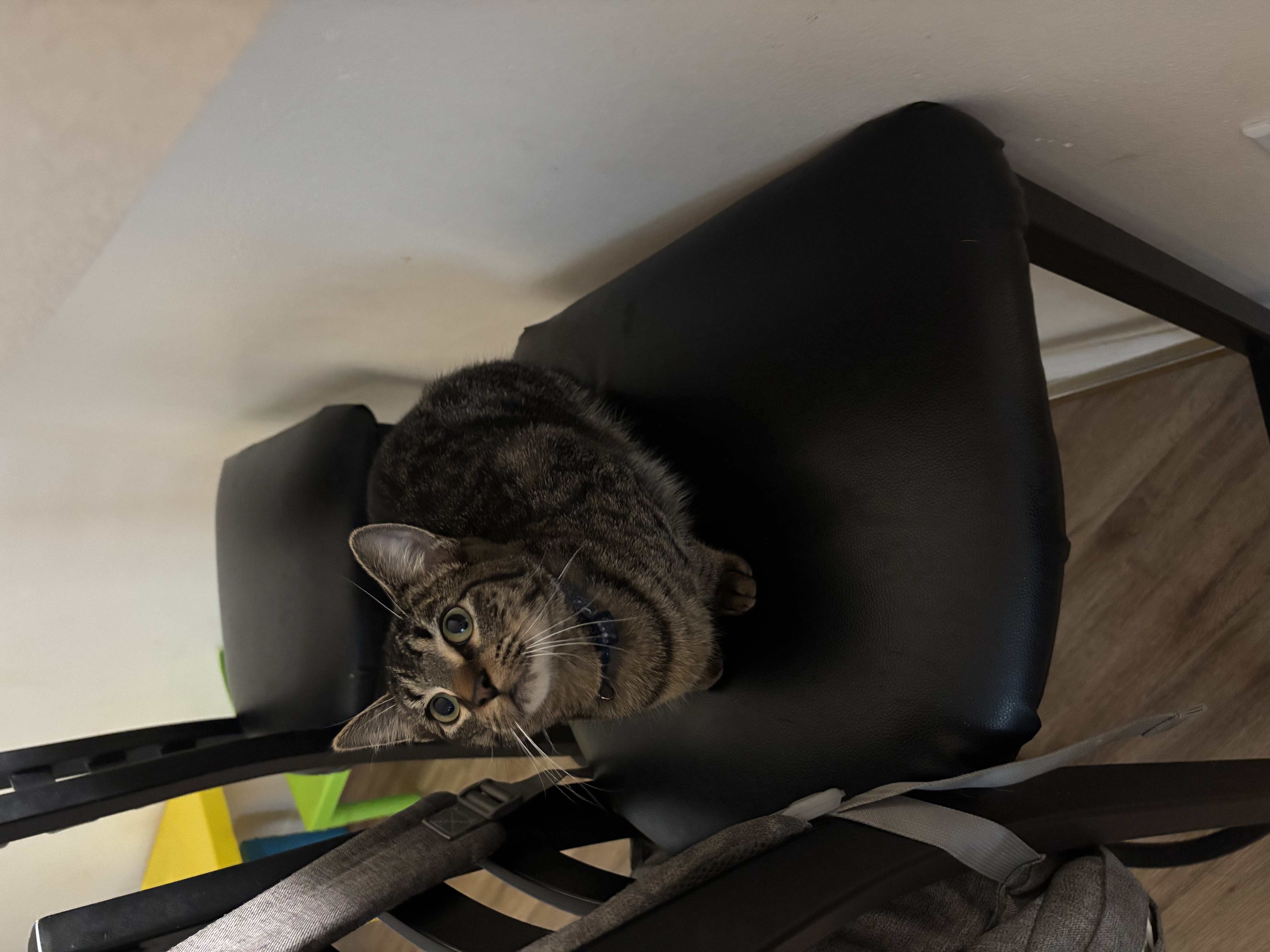Loving cat image 3