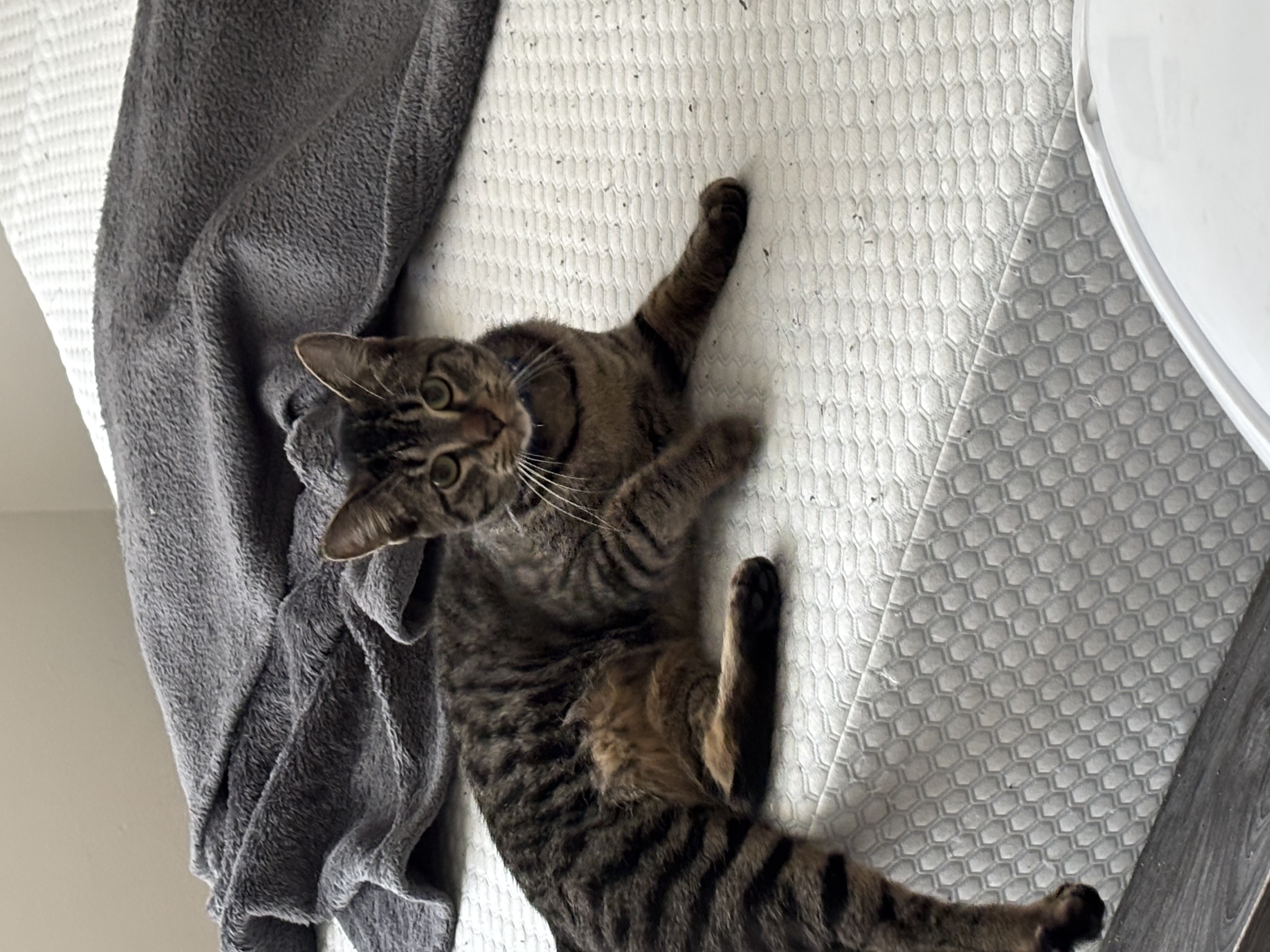 Loving cat image 2
