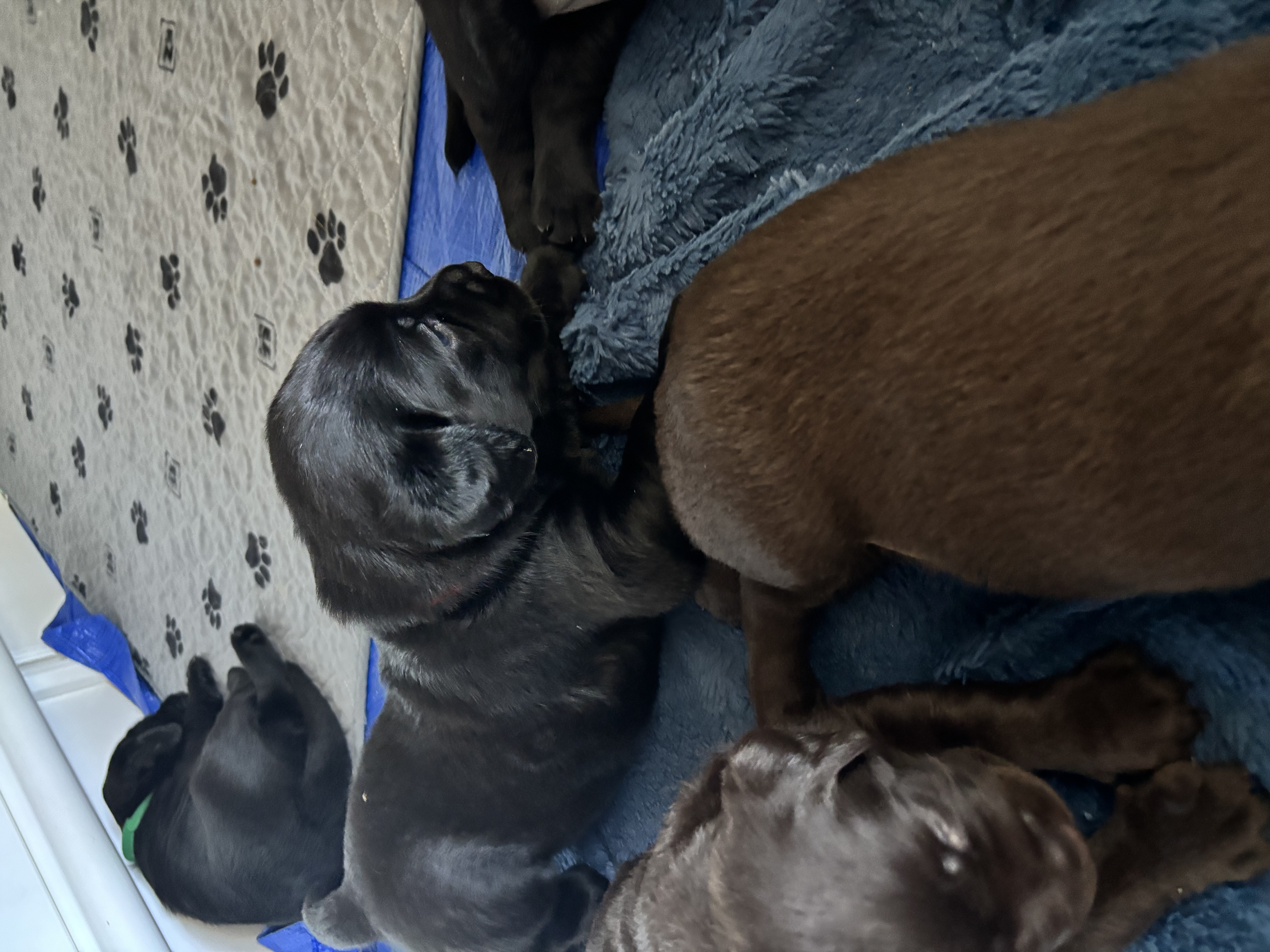 Labrador Retriever puppies image 5