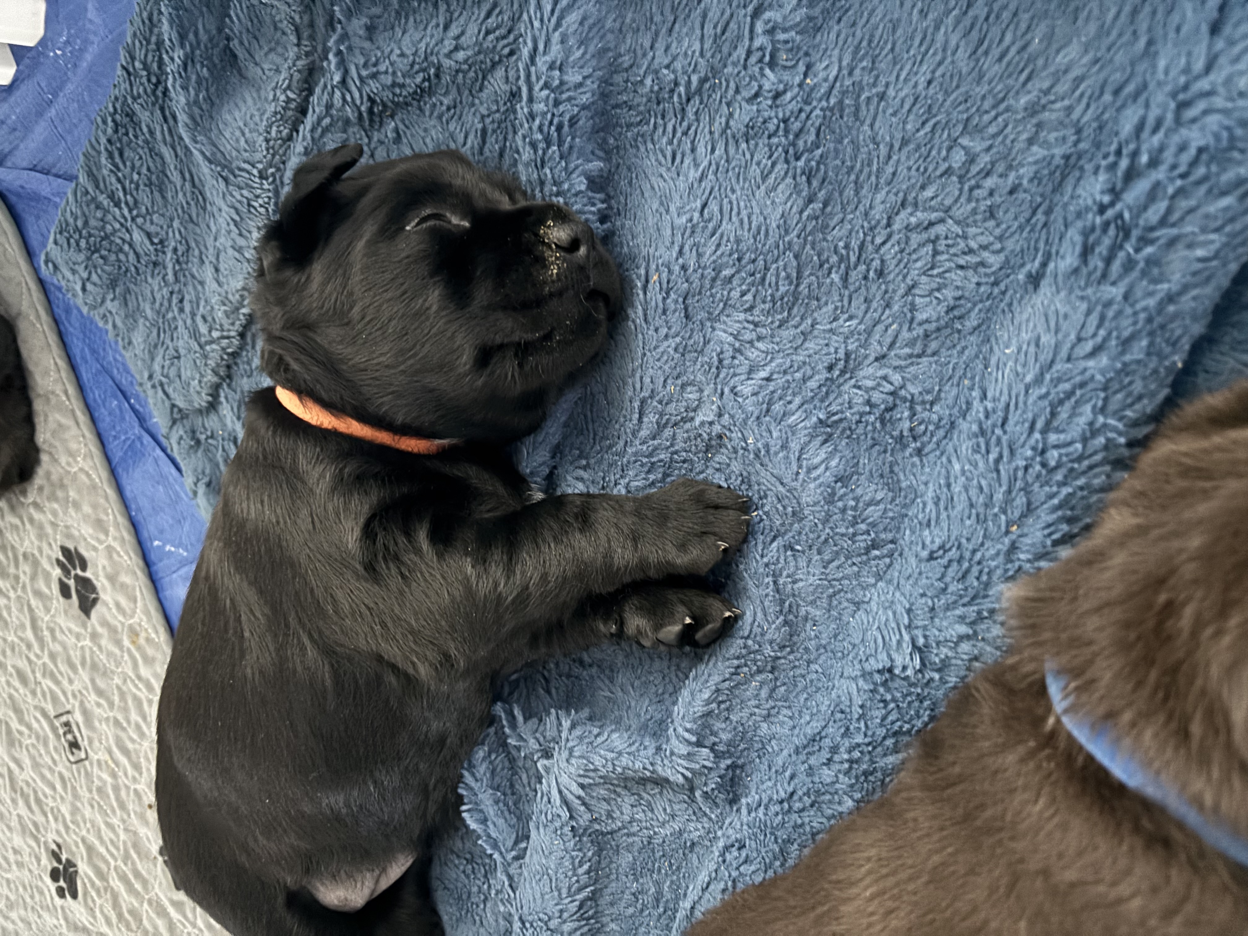 Labrador Retriever puppies image 3