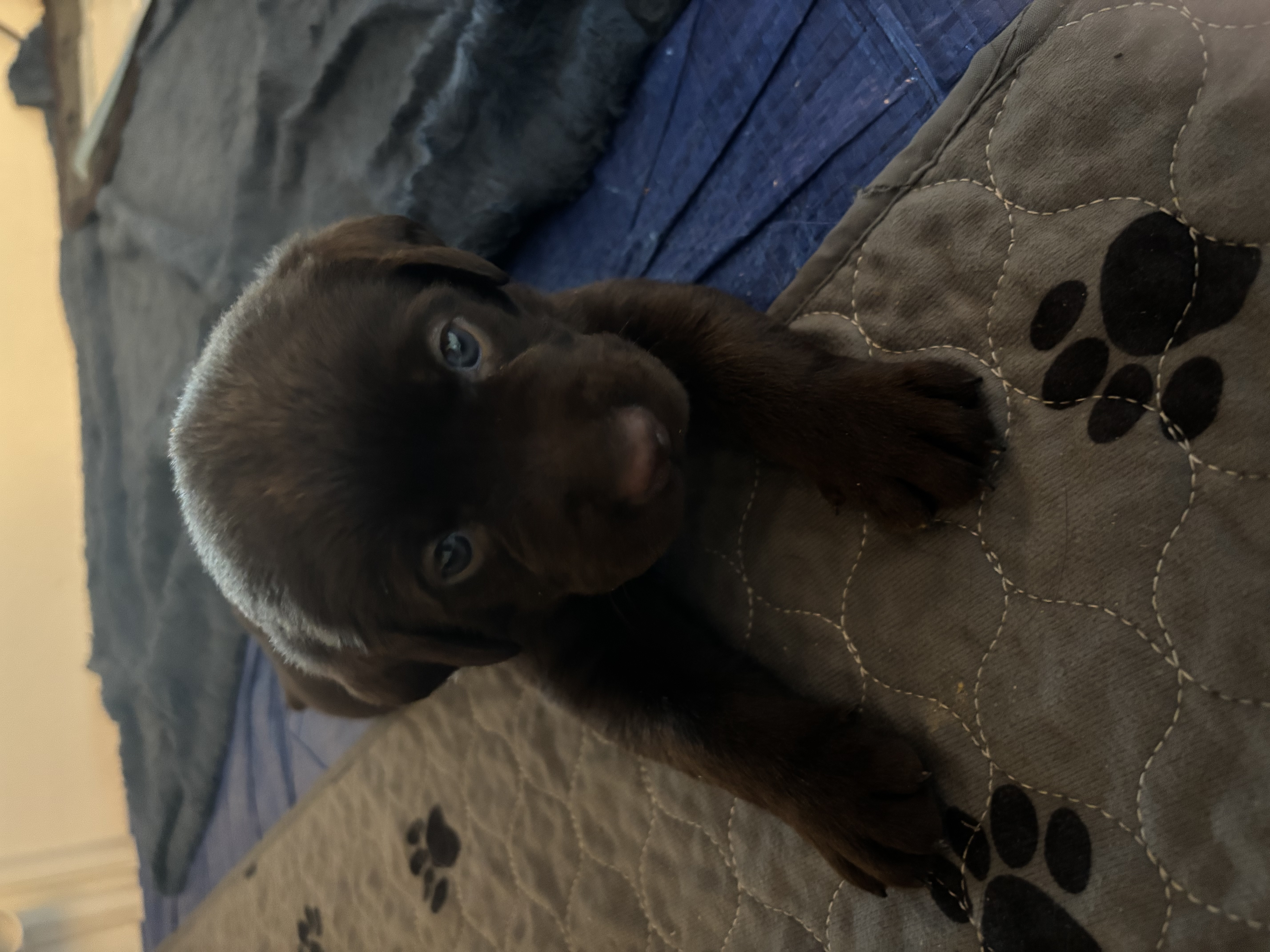 Labrador Retriever puppies image 4