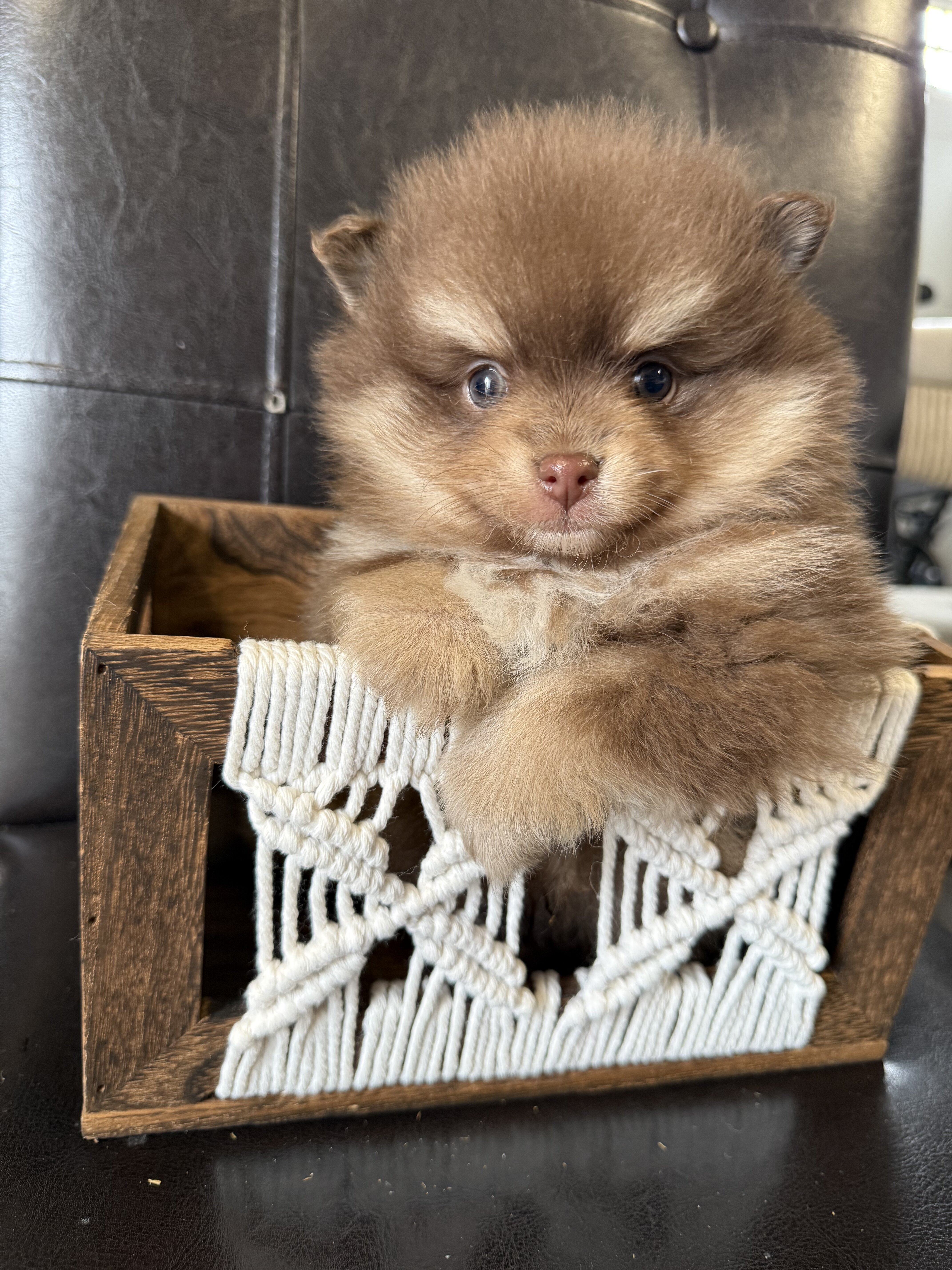 Pomeranian image 1