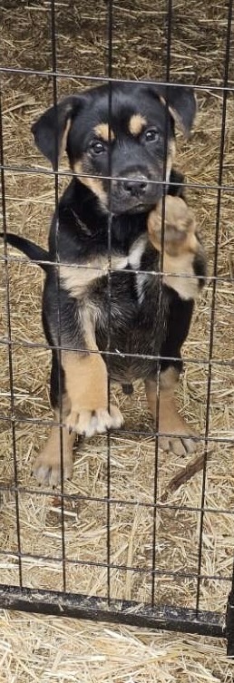 Free puppies image 3