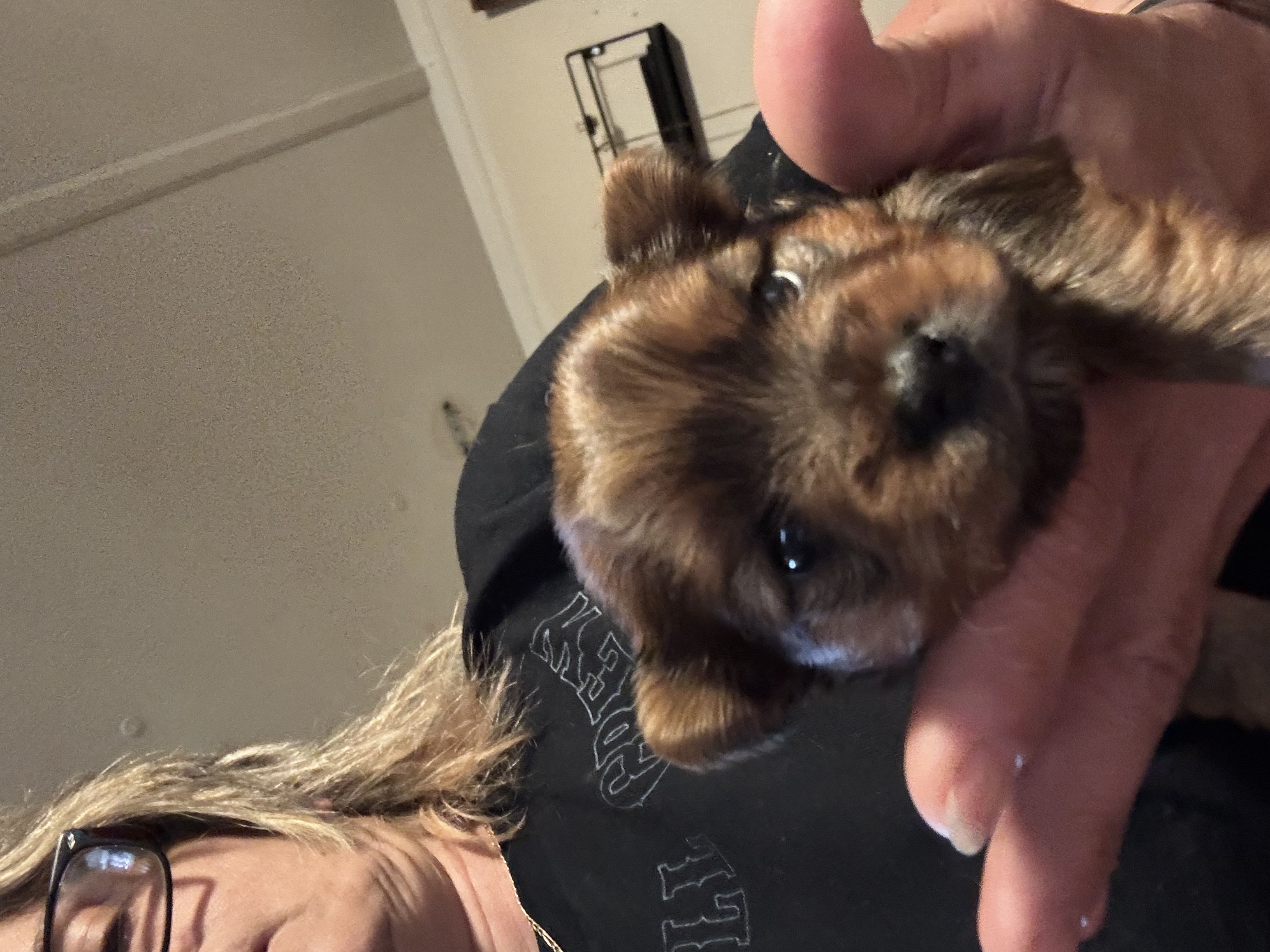 Tilley female morkie image 1