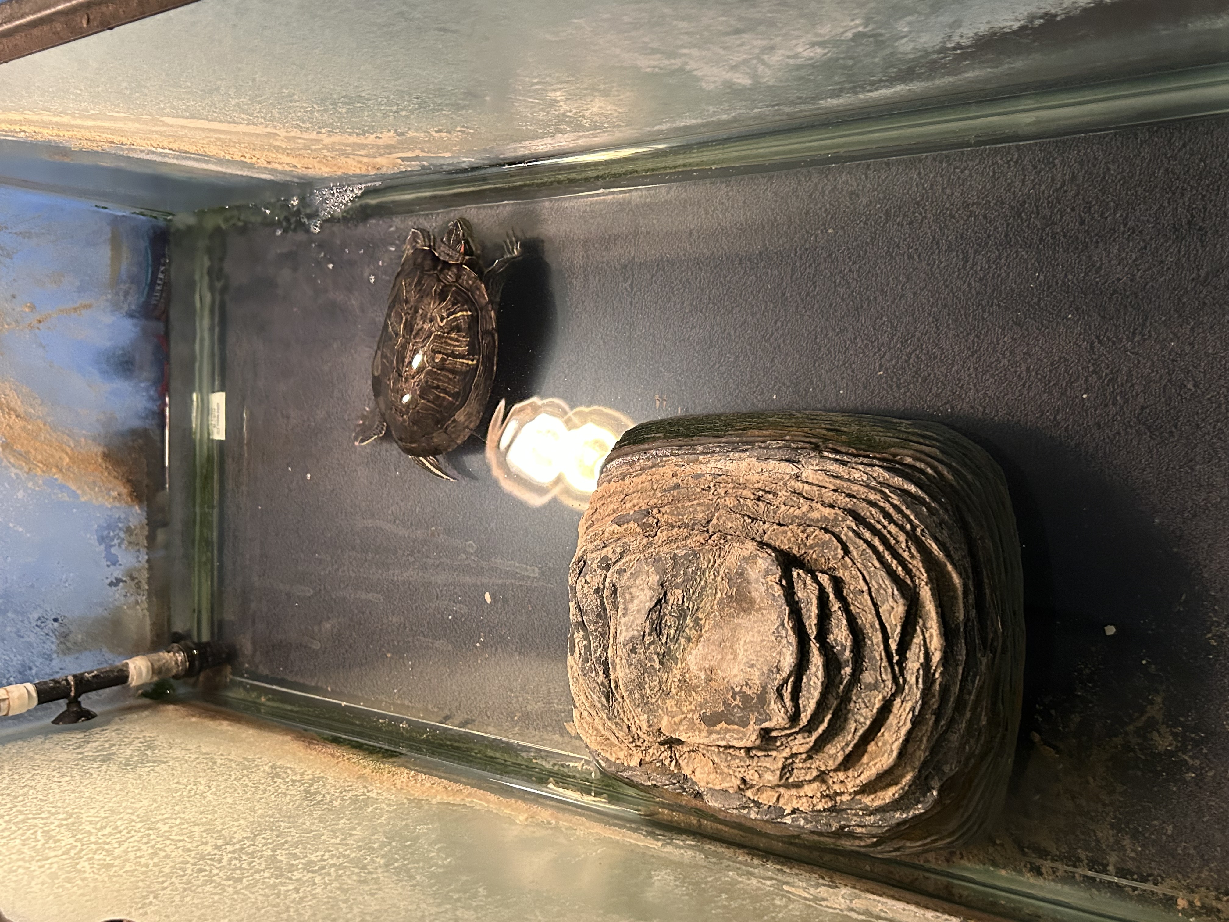 Red-Eared Slider/Turtle image 2