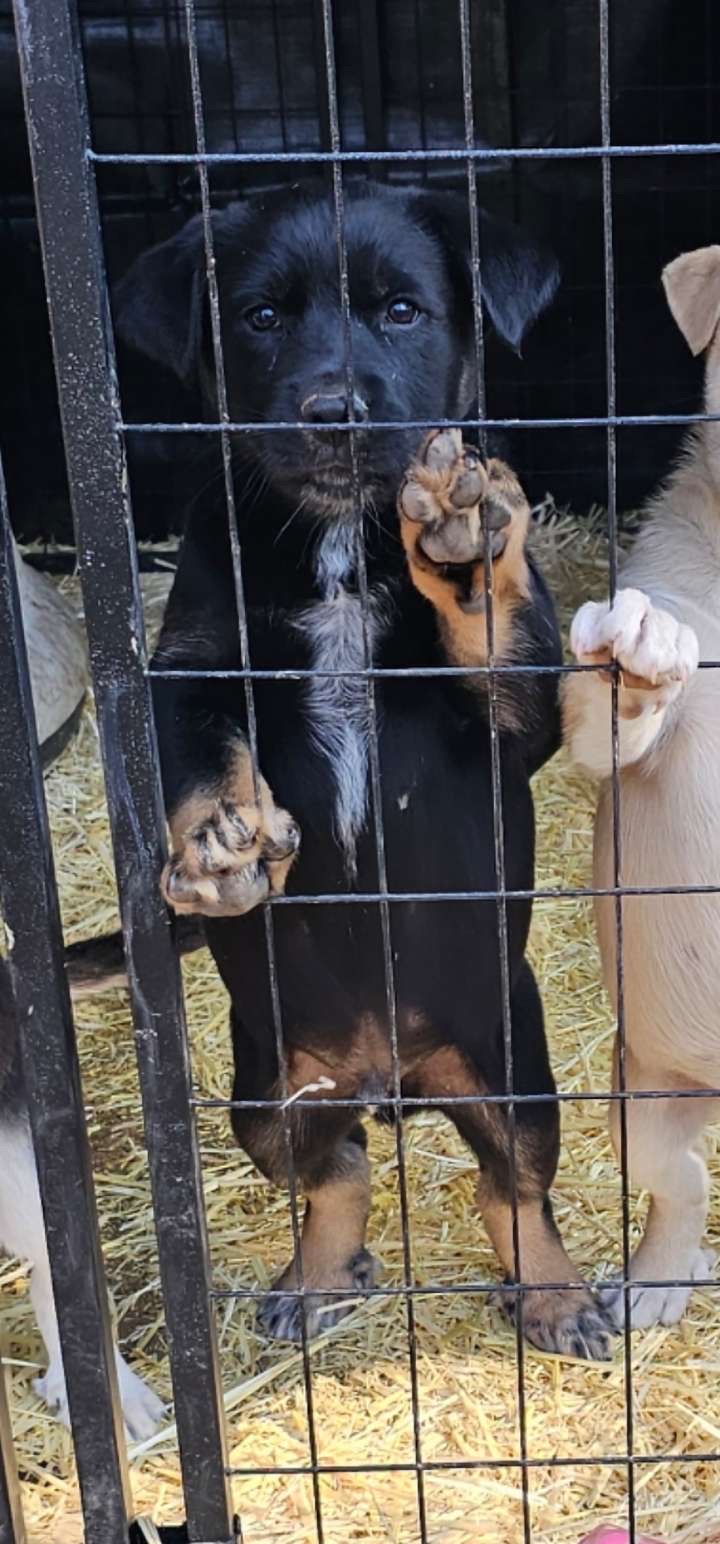Free puppies image 2