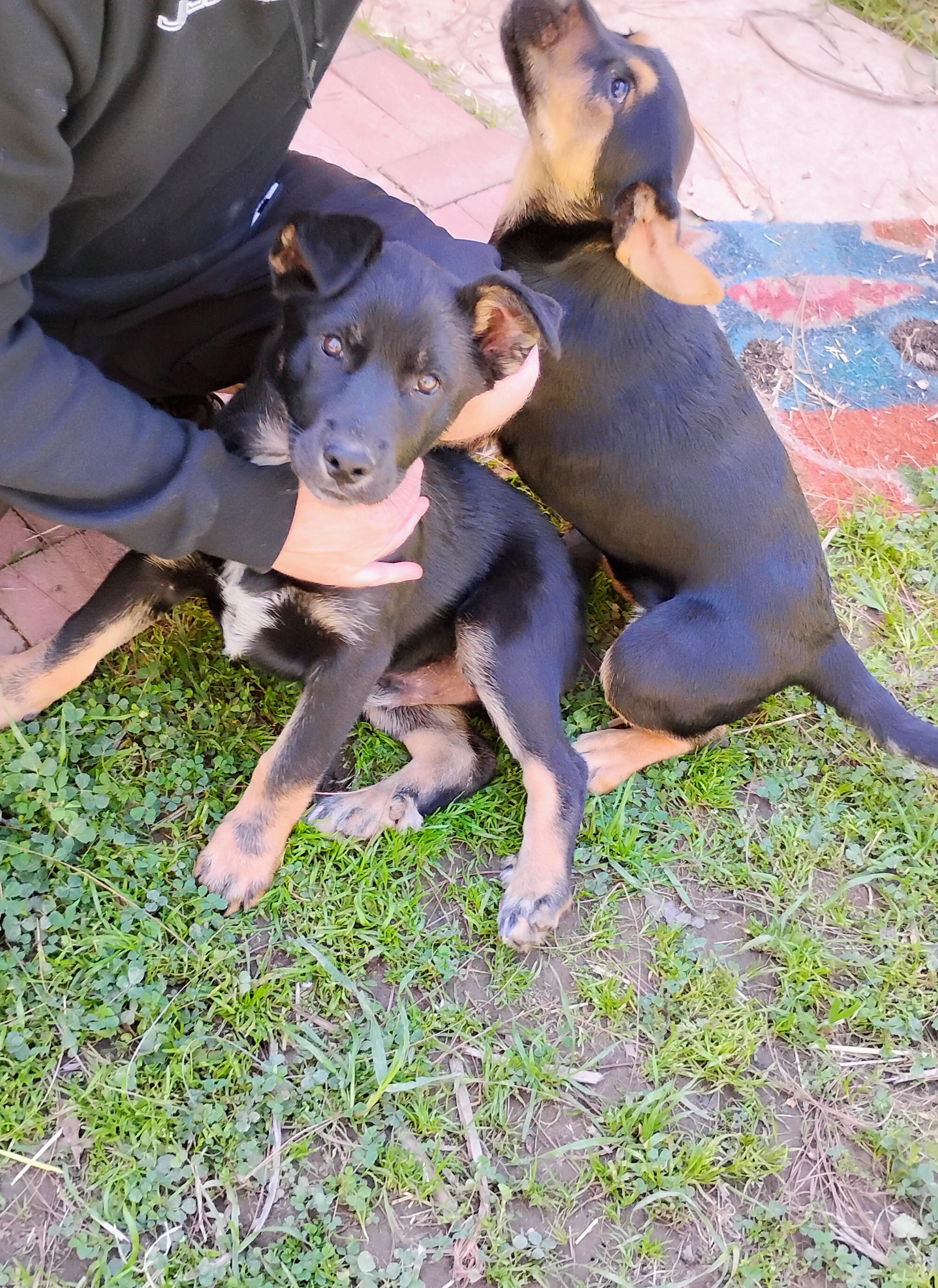 Free puppies image 1