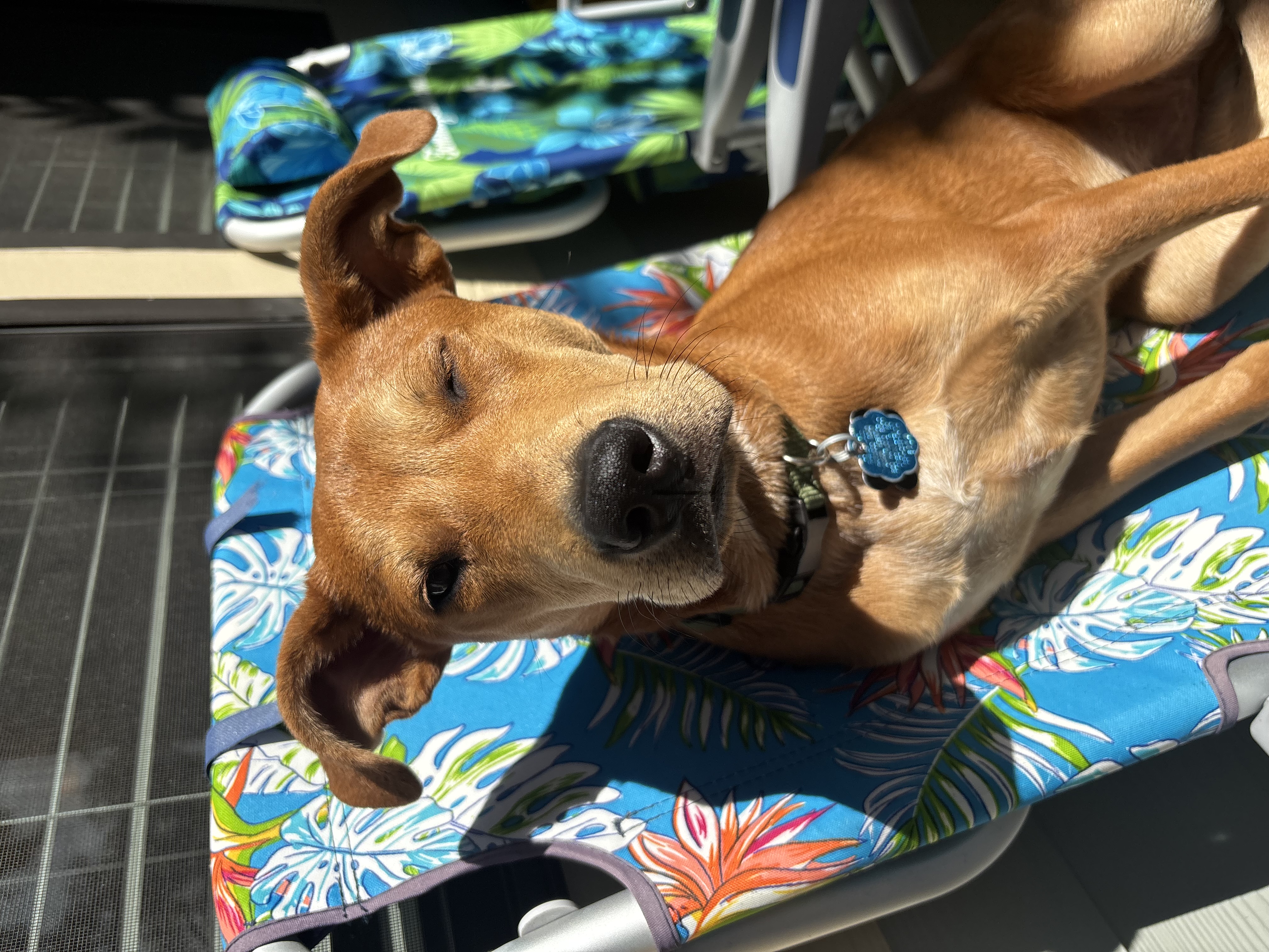 Looking to rehome our puppy Dexter, retriever mix image 3