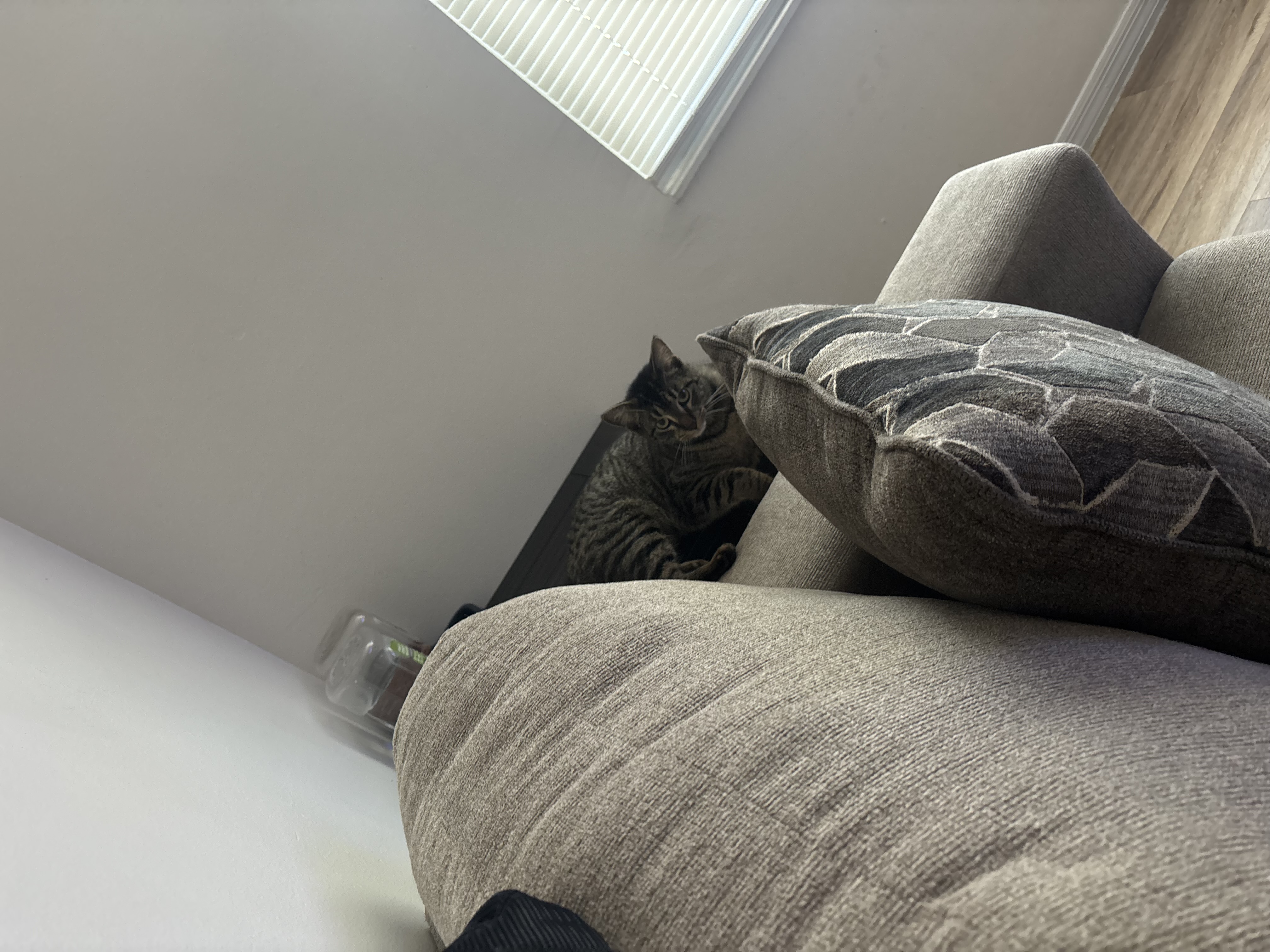Loving cat image 4