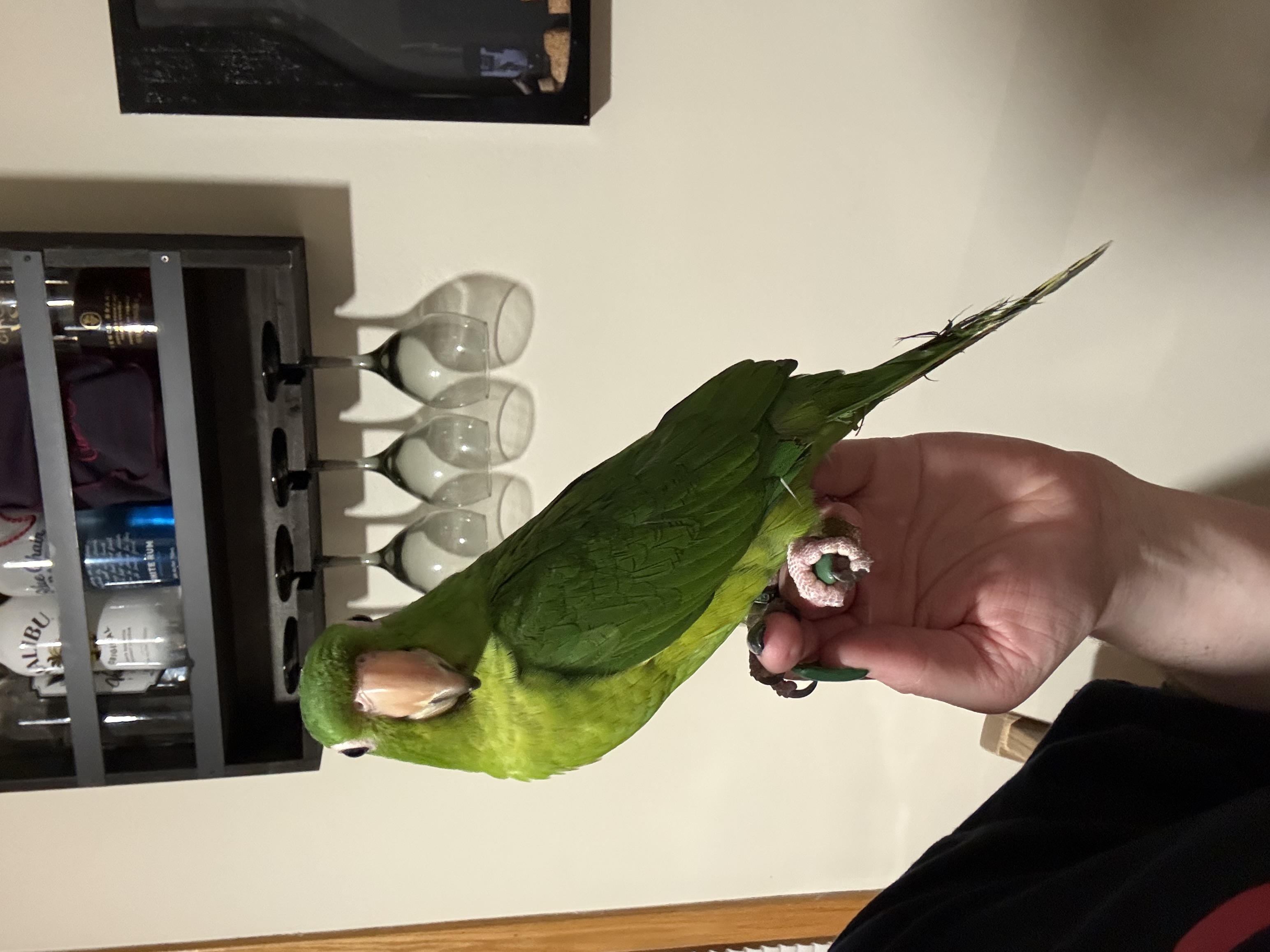 Mexican green conure image 1