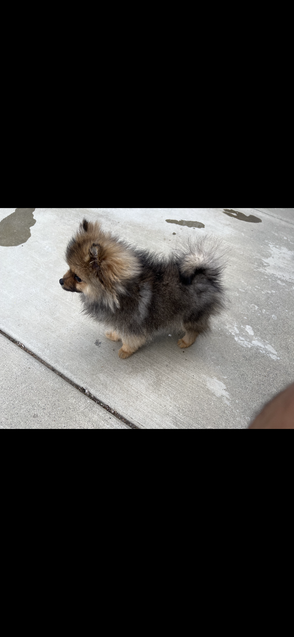Pomeranian pup image 1