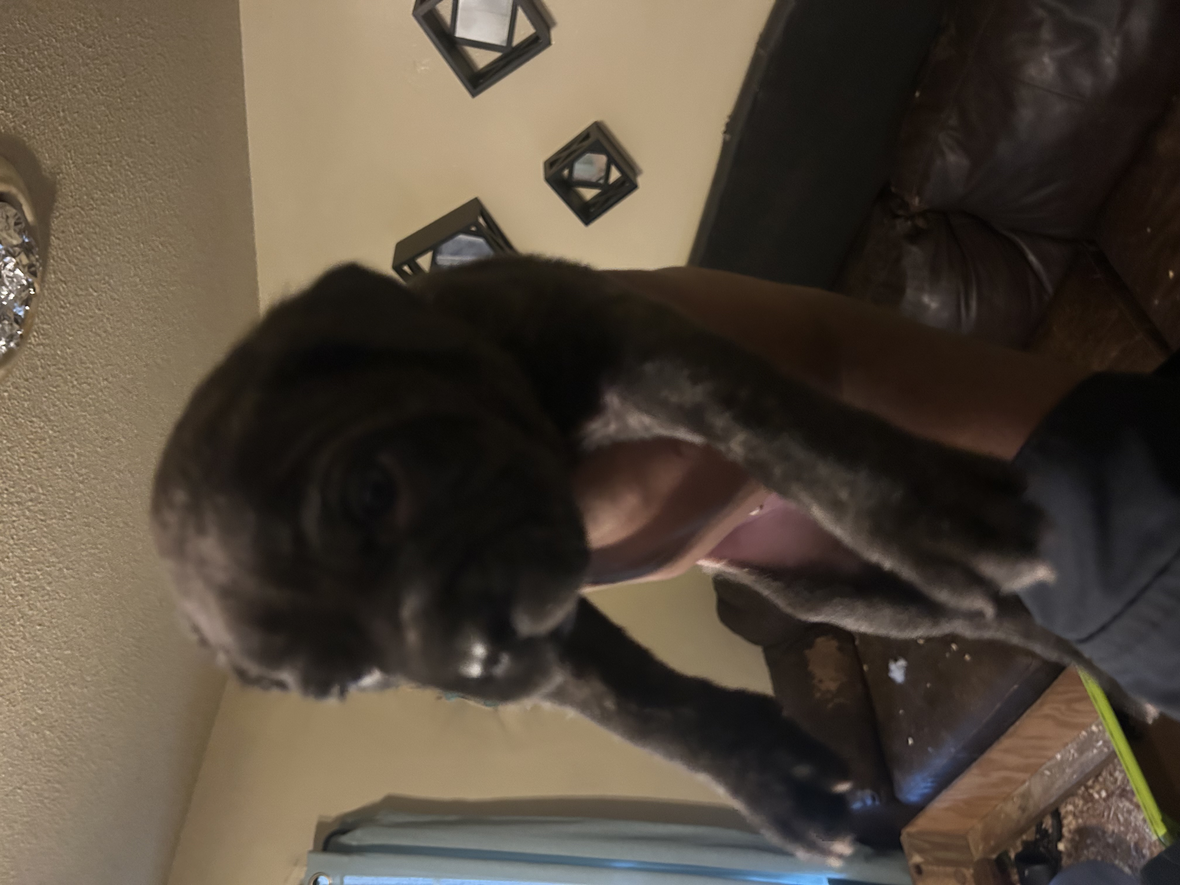 ICCF REGISTERED CANE CORSOS image 3