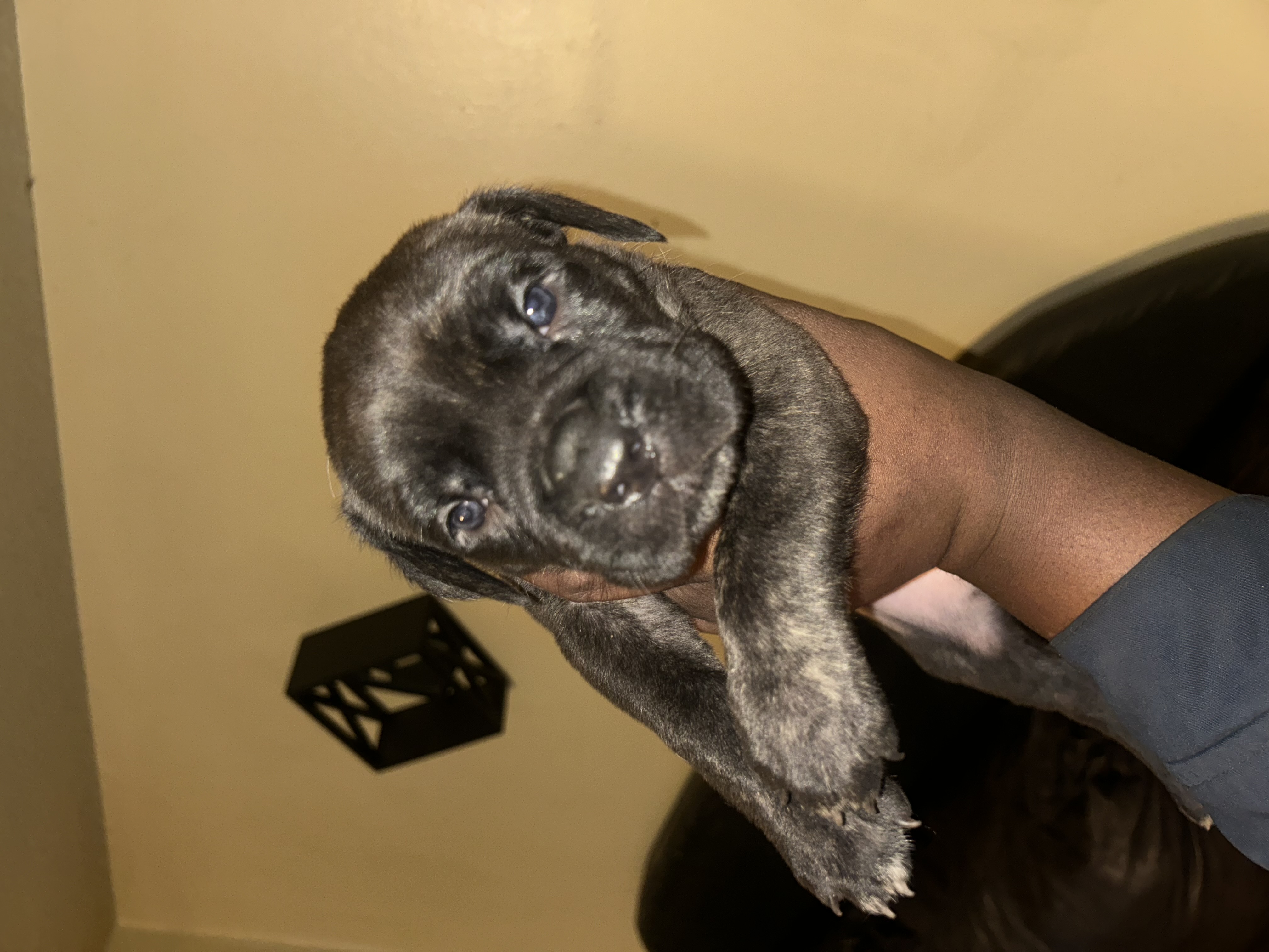 ICCF REGISTERED CANE CORSOS image 2
