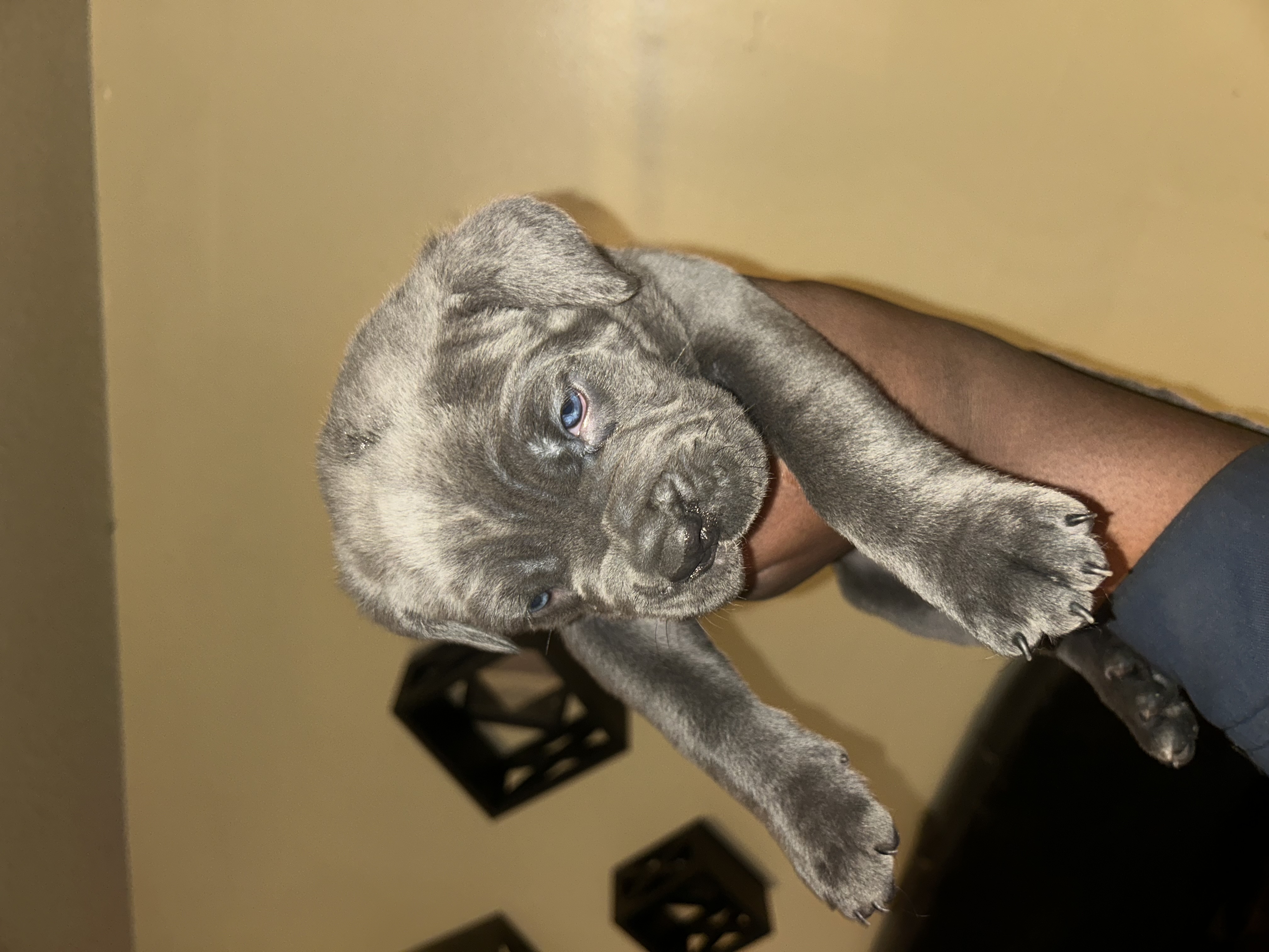 ICCF REGISTERED CANE CORSOS image 1