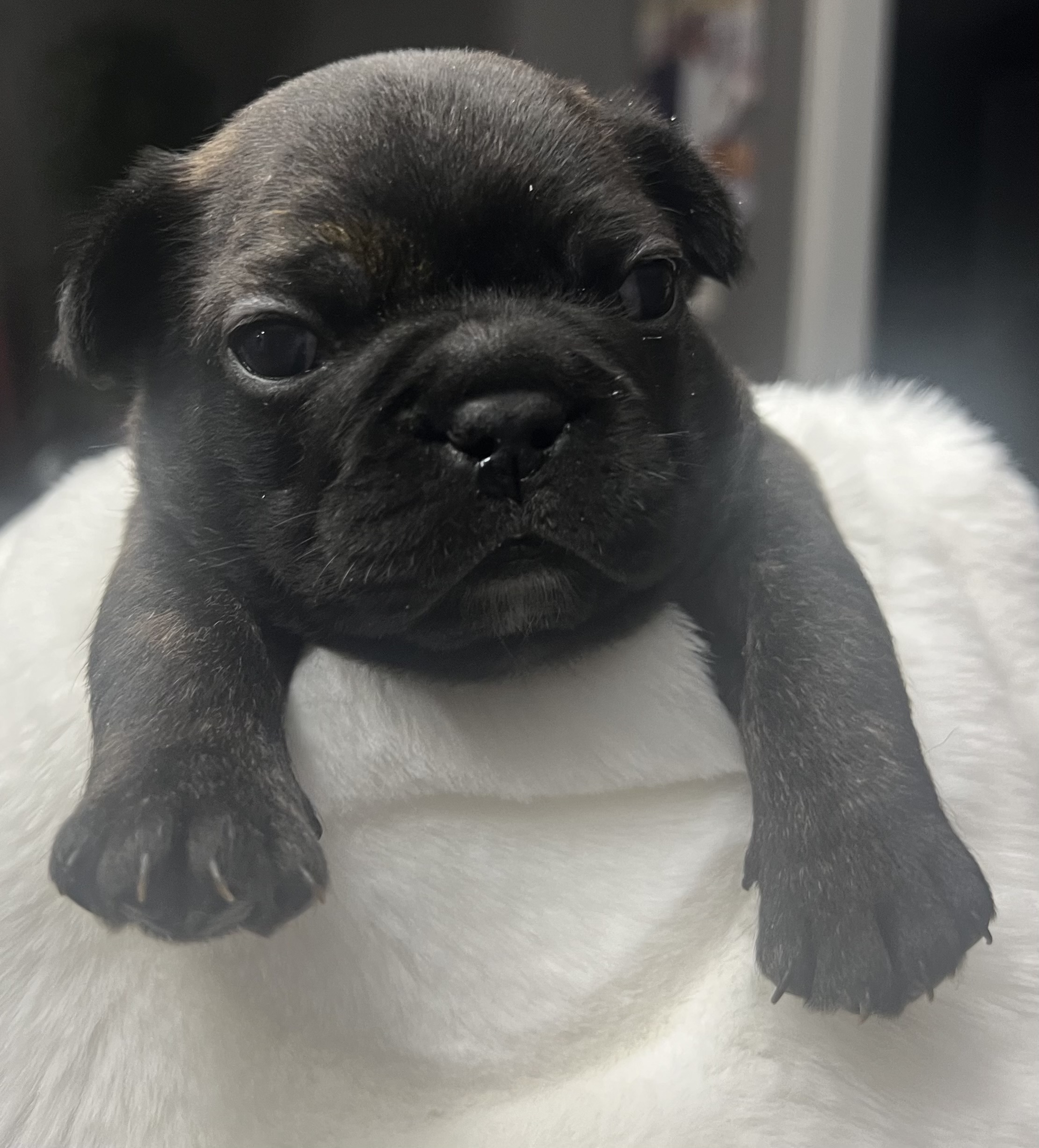 💙 Bleu Velours French Bulldog- Bear image 1