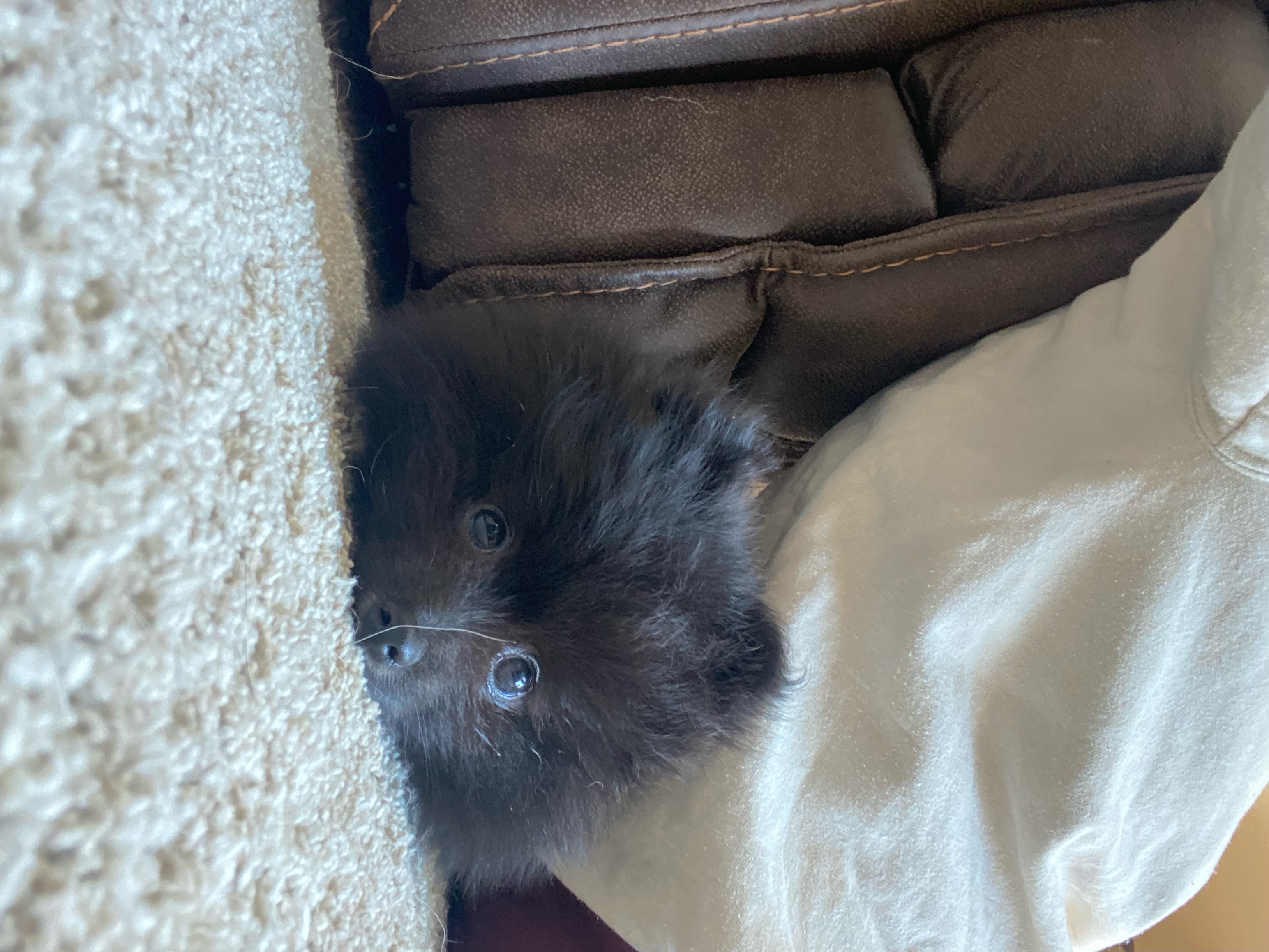 Pomeranian image 6
