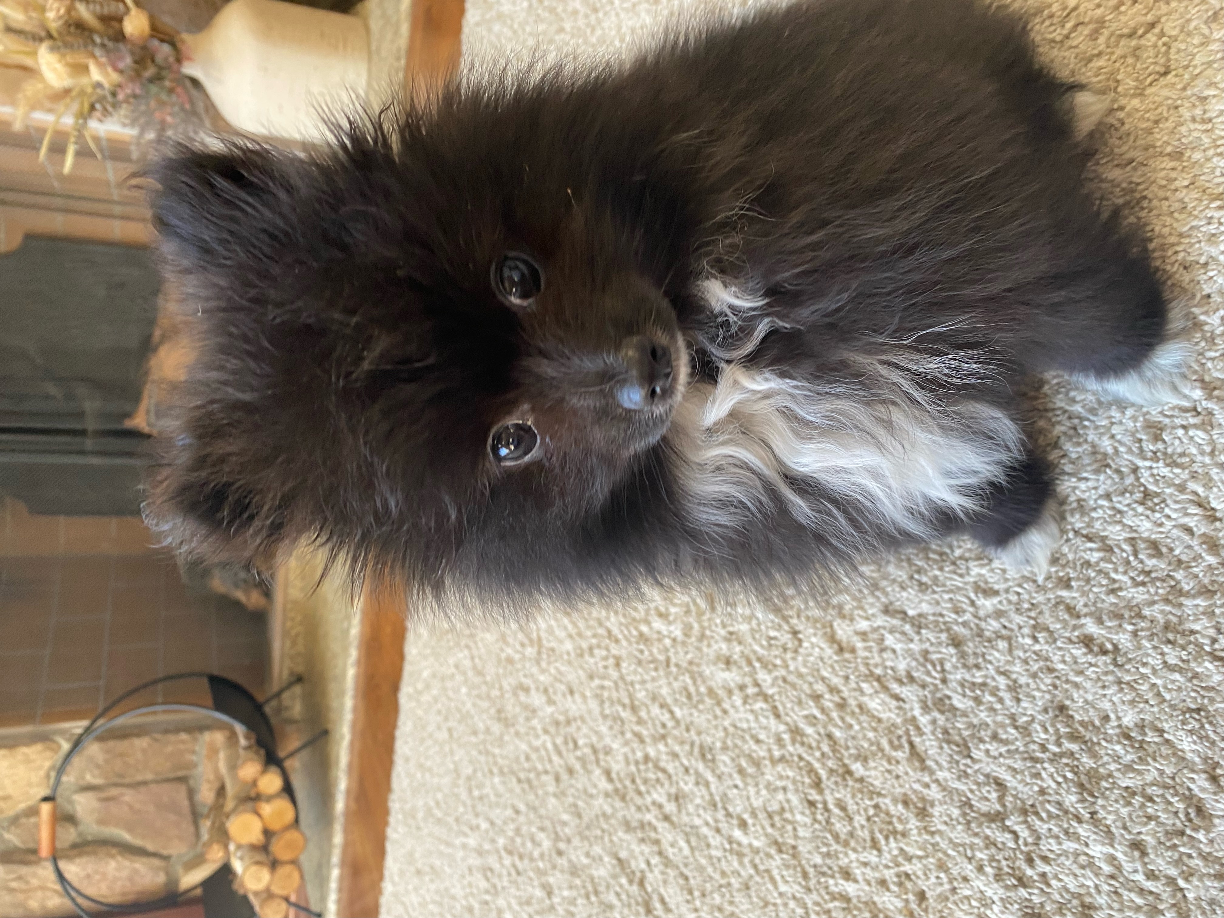 Pomeranian image 5