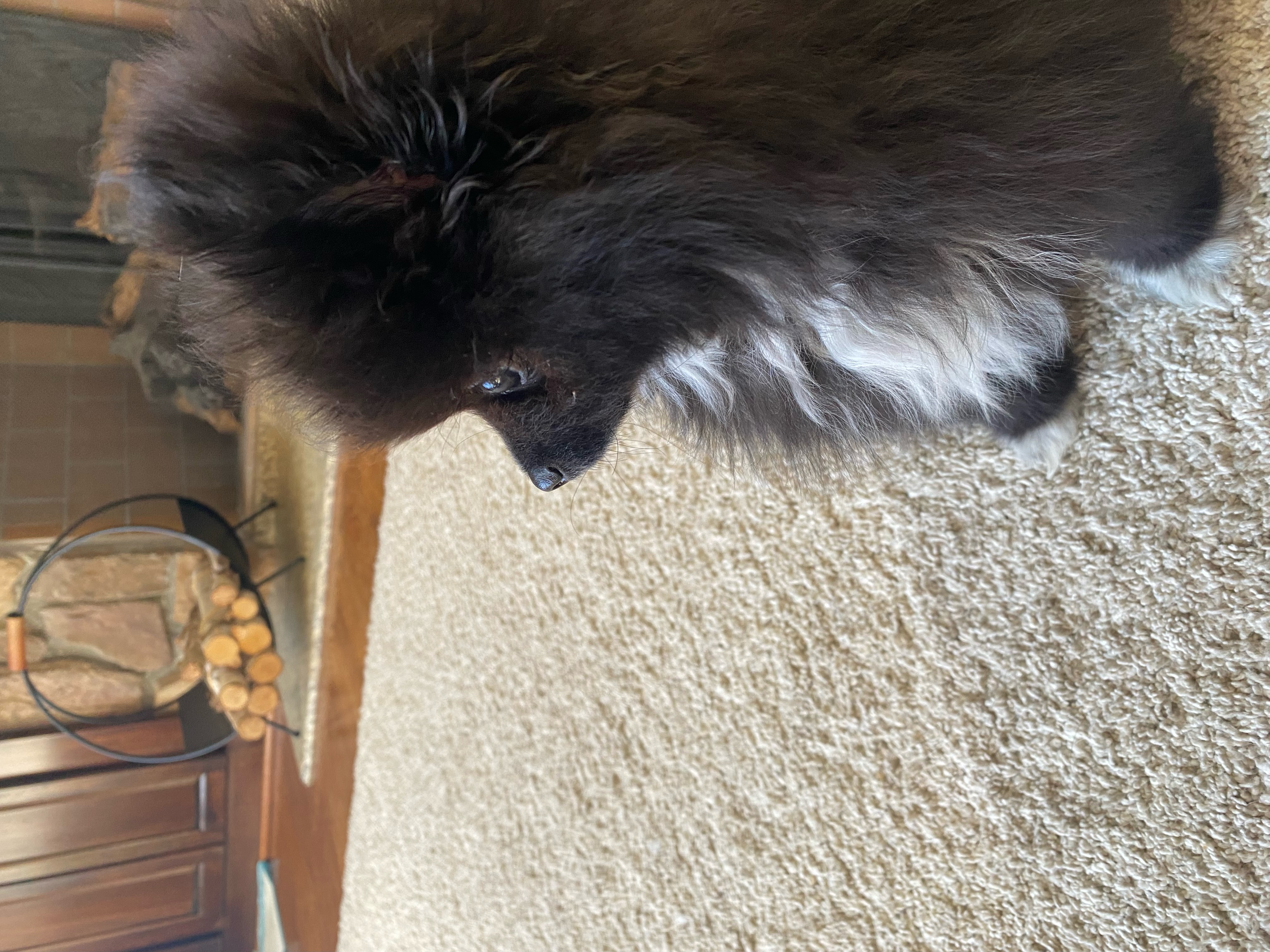 Pomeranian image 7
