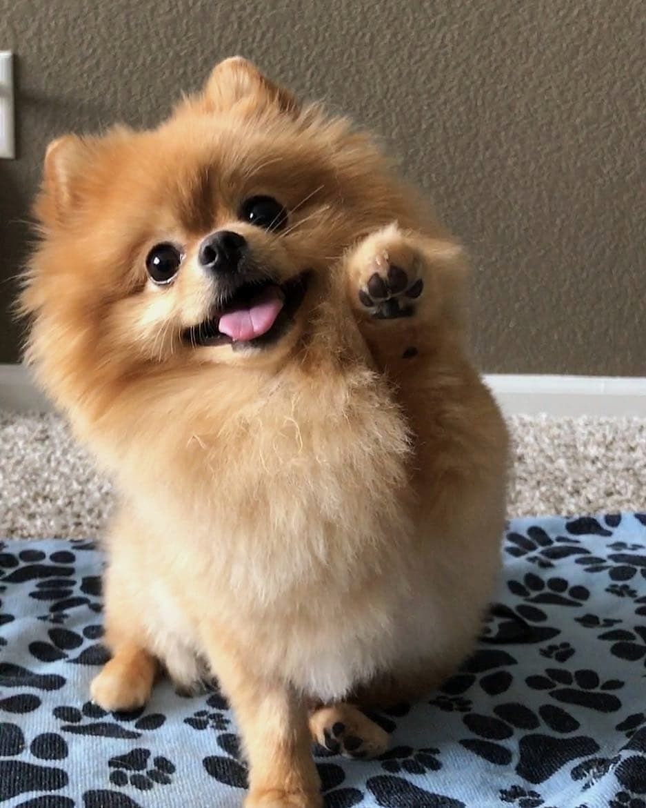 Adorable Female Pomeranian Puppy – Vaccinated image 1