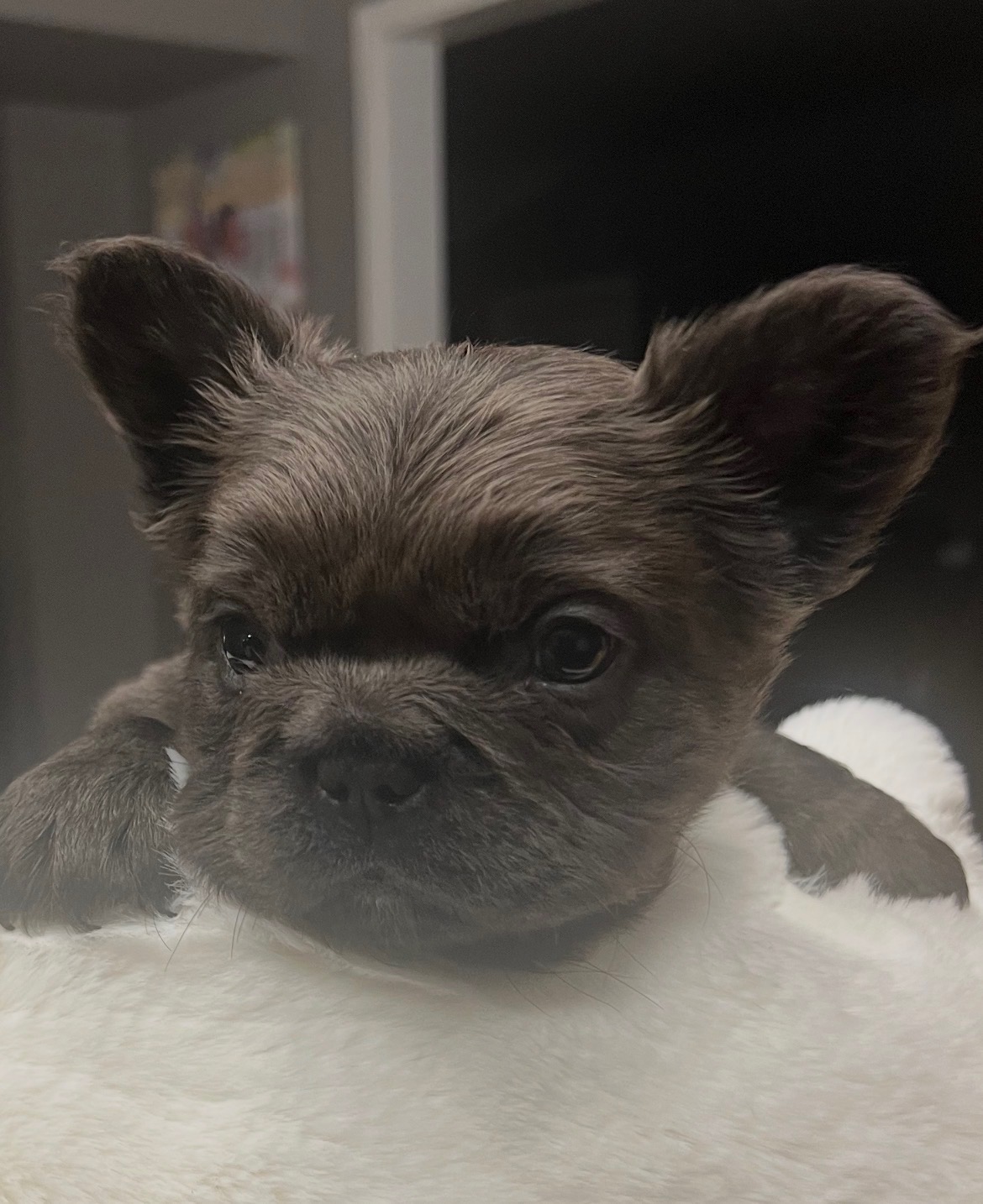 💙 Bleu Velours French Bulldog- Chewy image 1