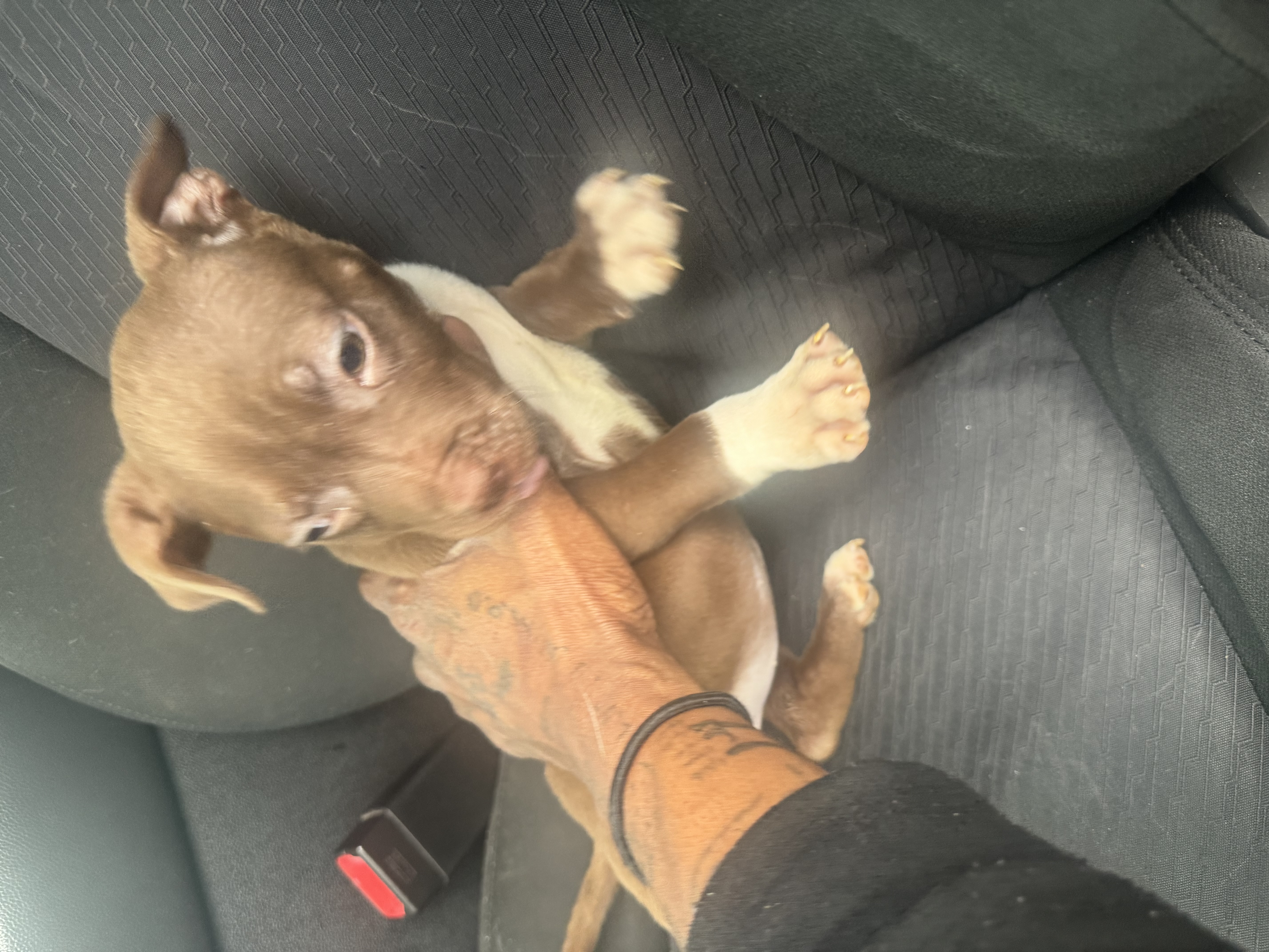 Female American terrier/ Bully Pitbull puppy image 2