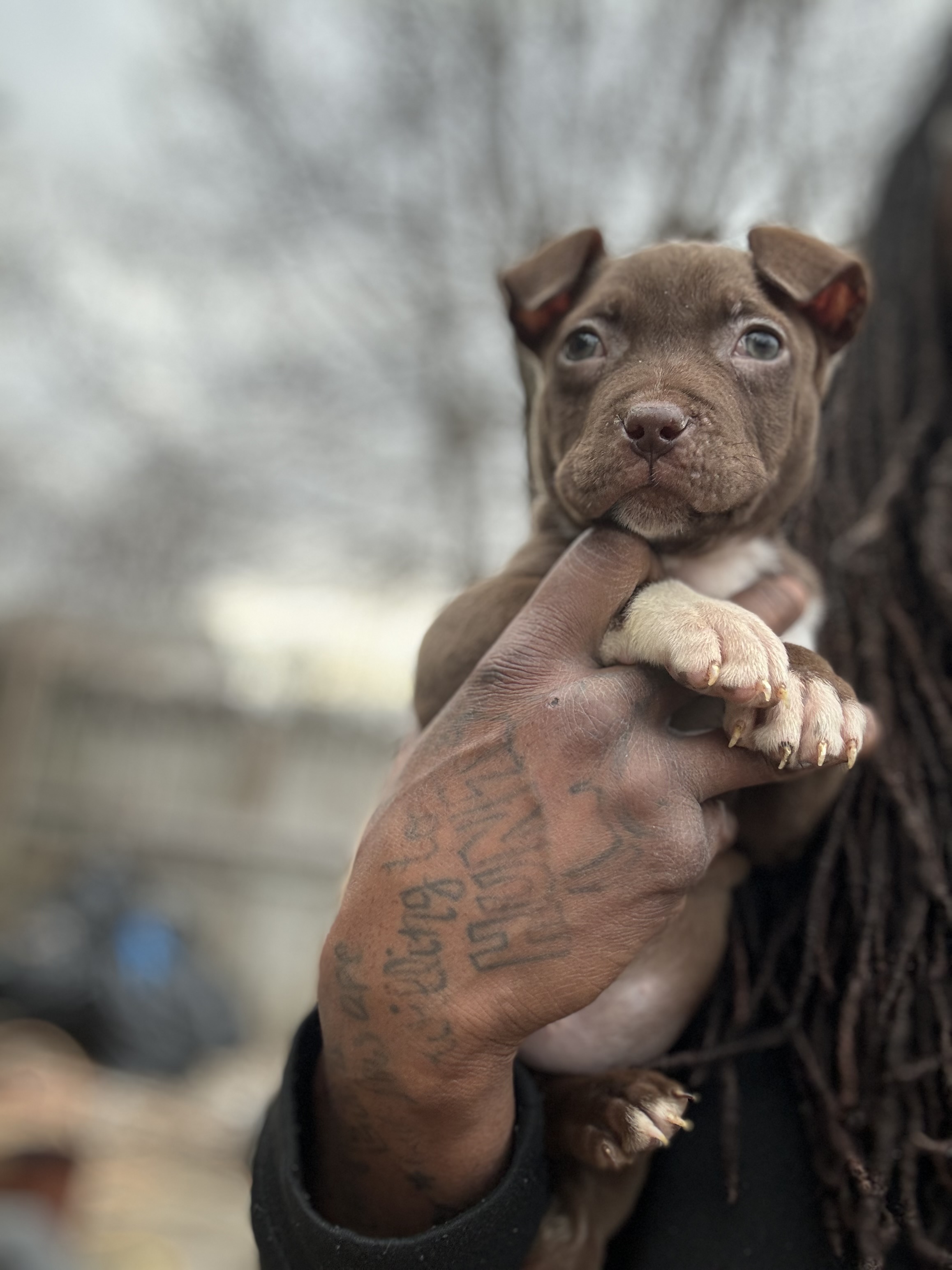 Female American terrier/ Bully Pitbull puppy image 4