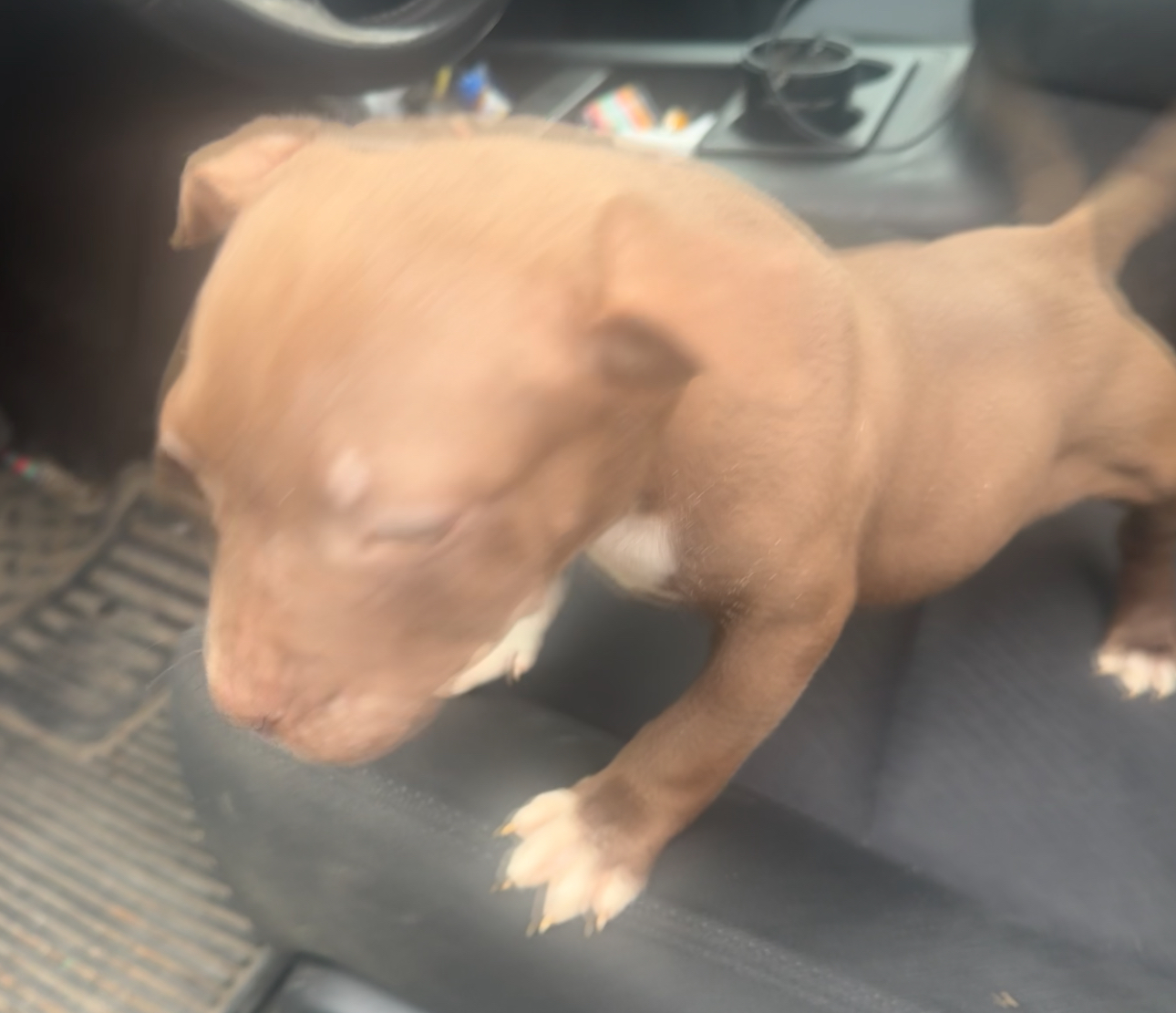 Female American terrier/ Bully Pitbull puppy image 3