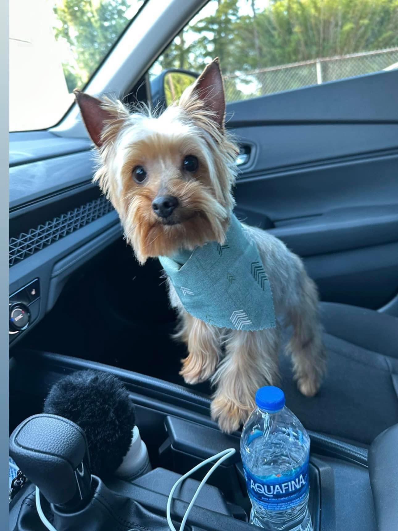 Yorkie image 4