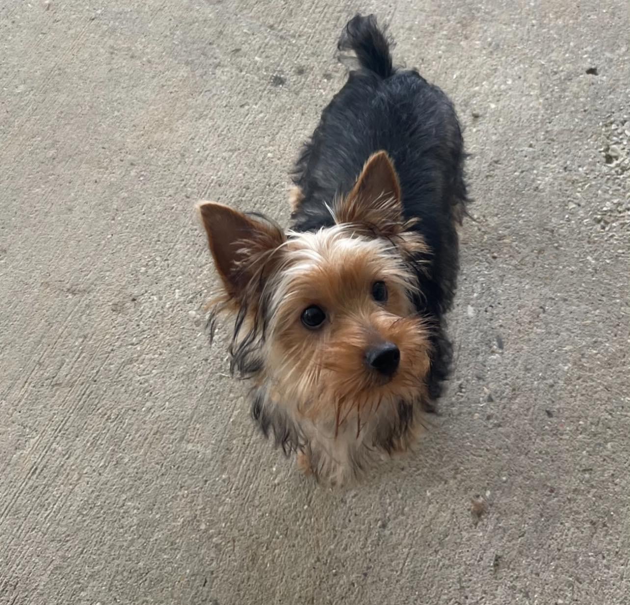 Yorkie image 3