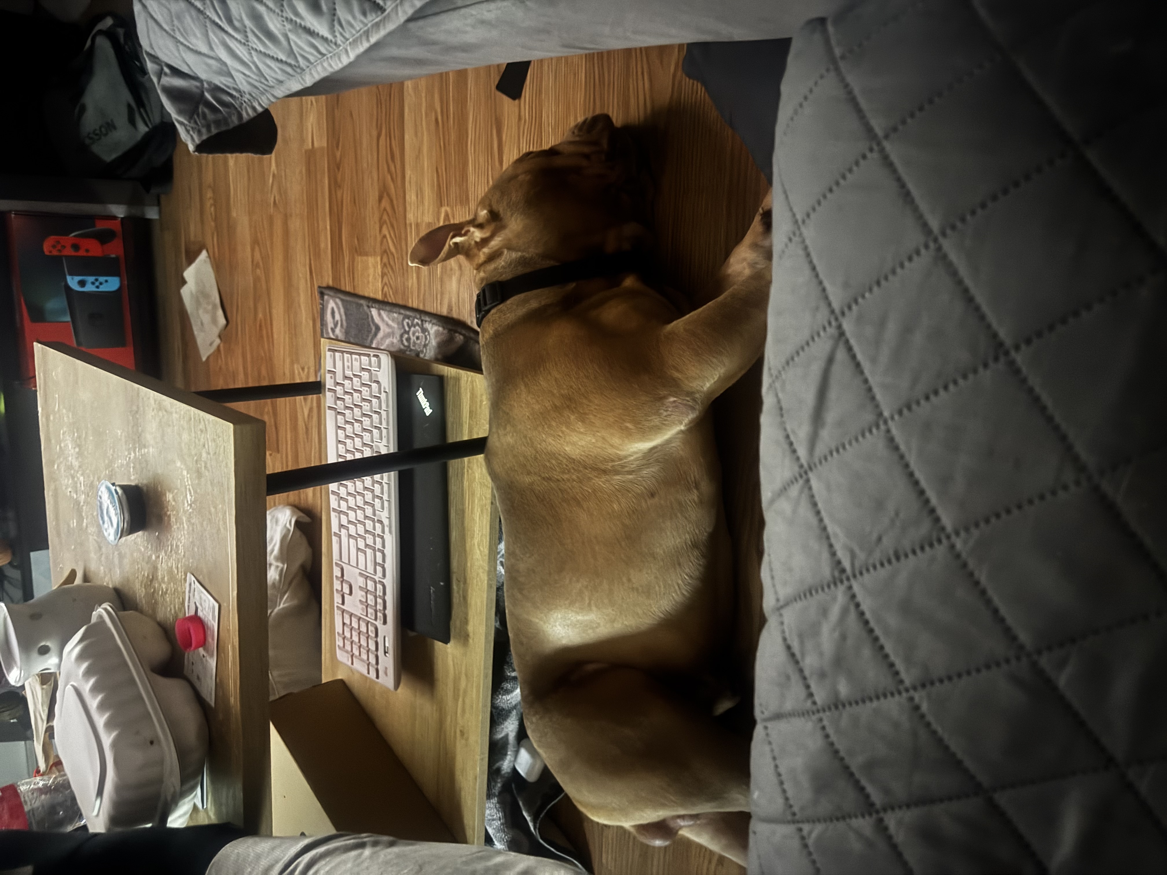 Micro Bully image 4