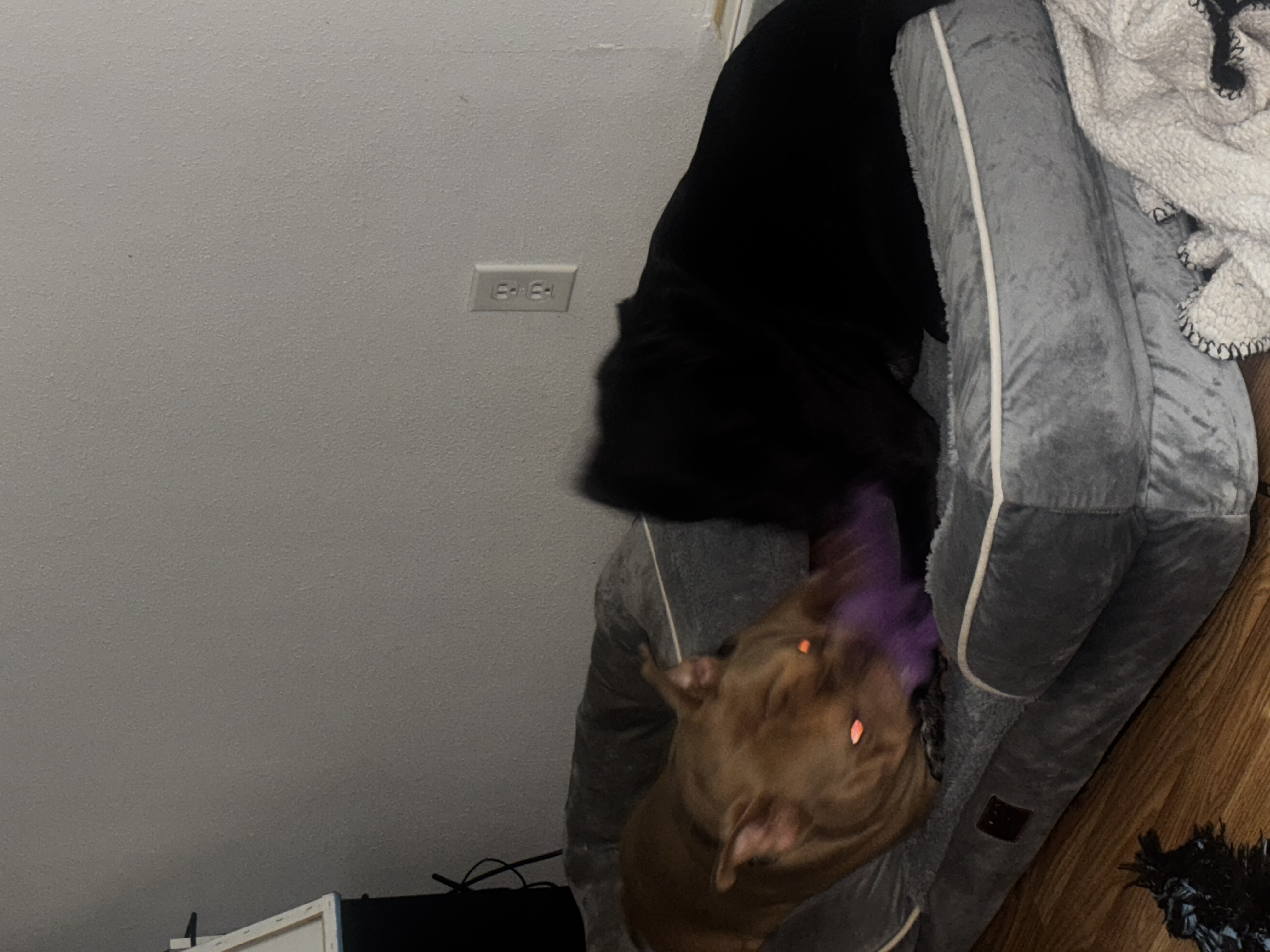Micro Bully image 5