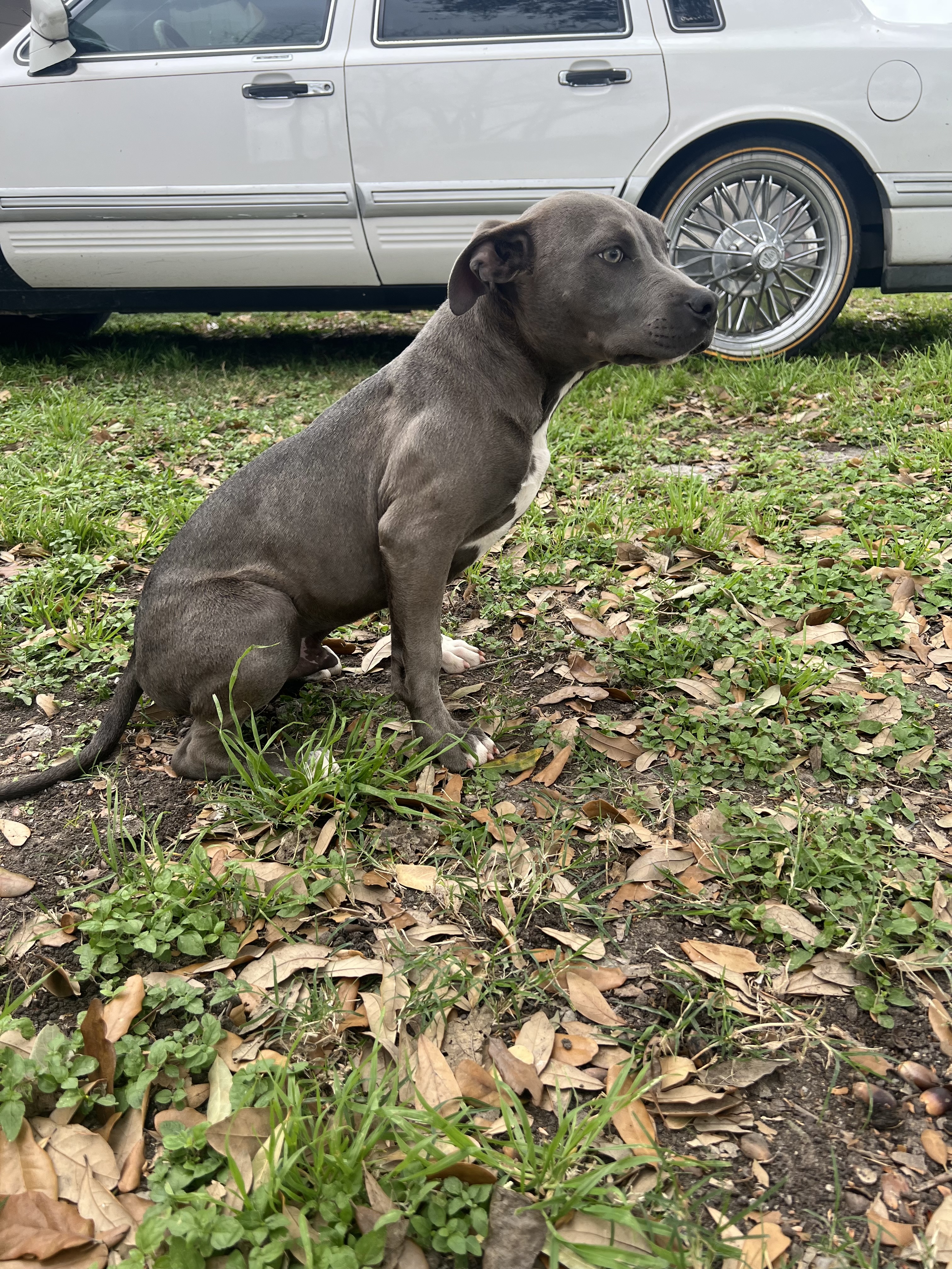 Blue nose pitbull puppies image 2