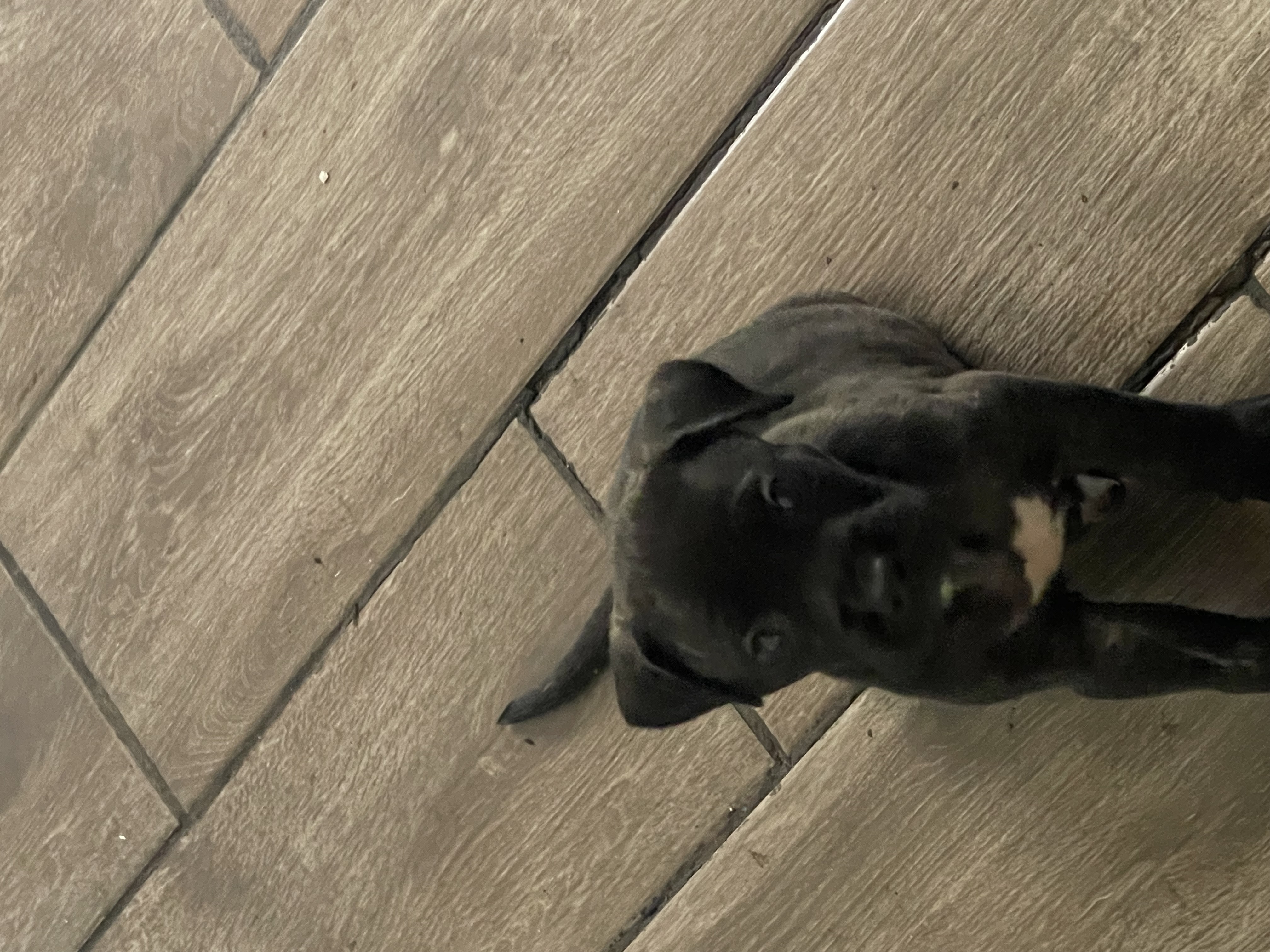 Presa canario pups image 3