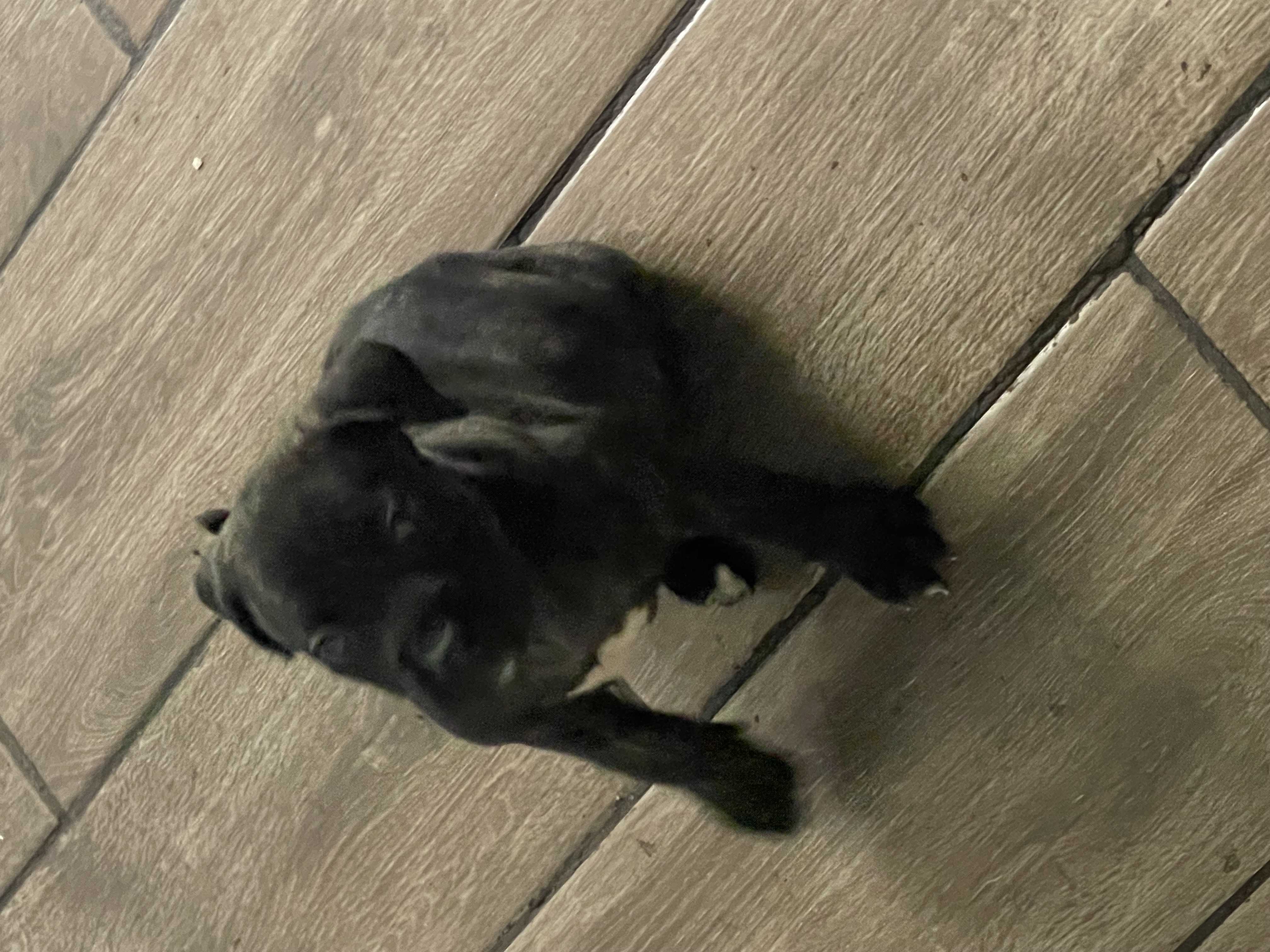 Presa canario pups image 2