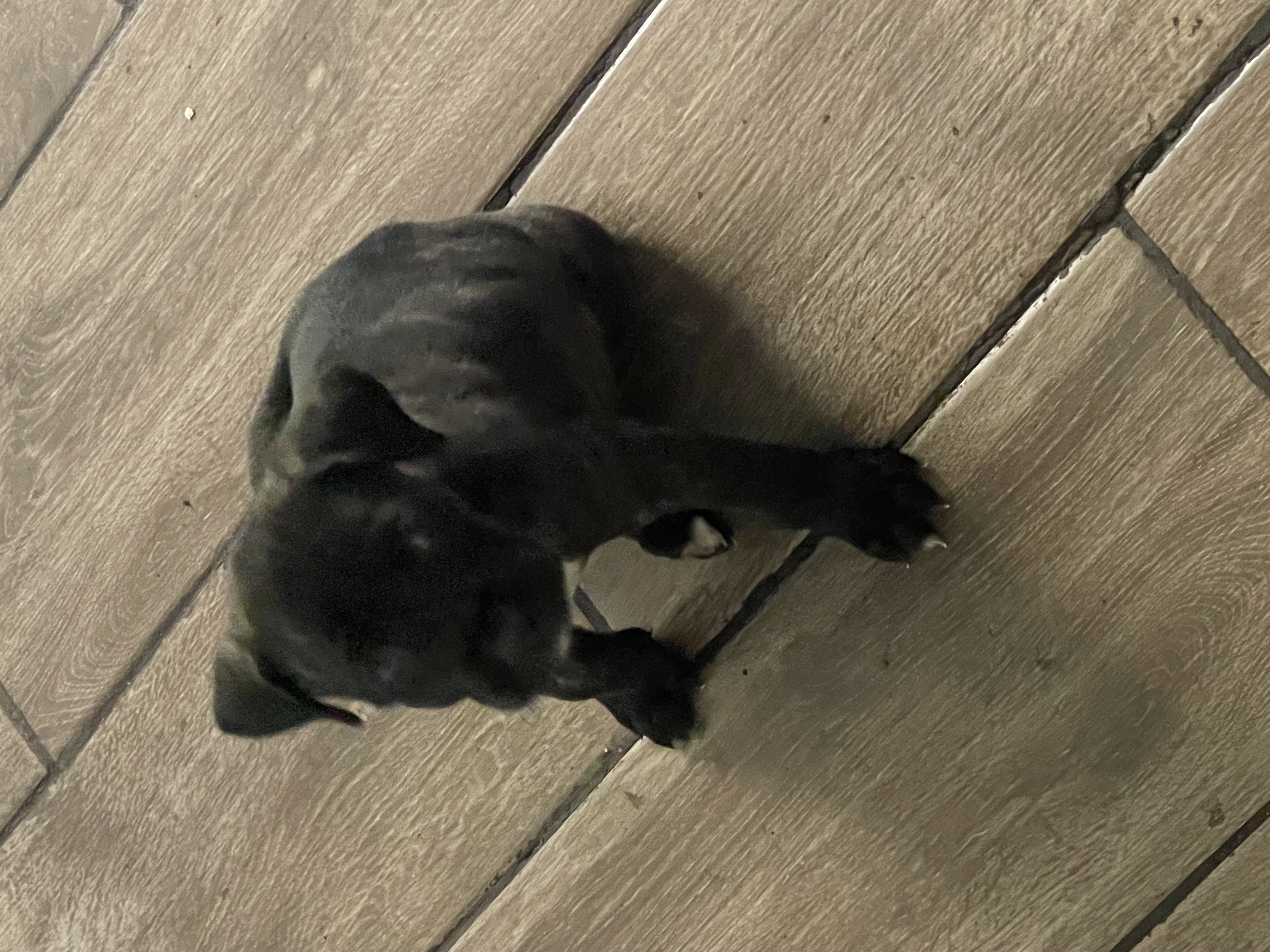 Presa canario pups image 1