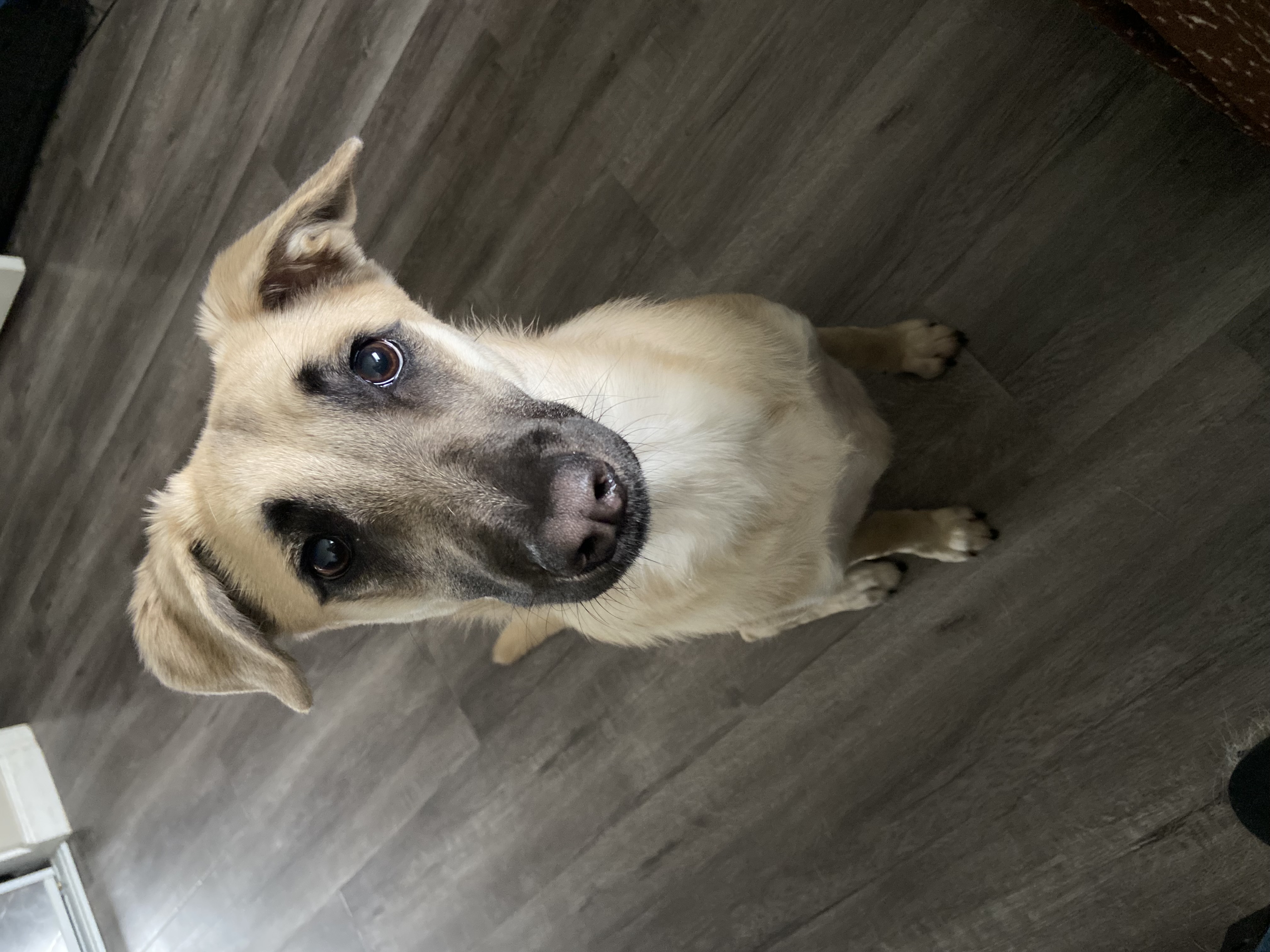 1 Year Old German Shepherd / Lab Mix - Female image 1