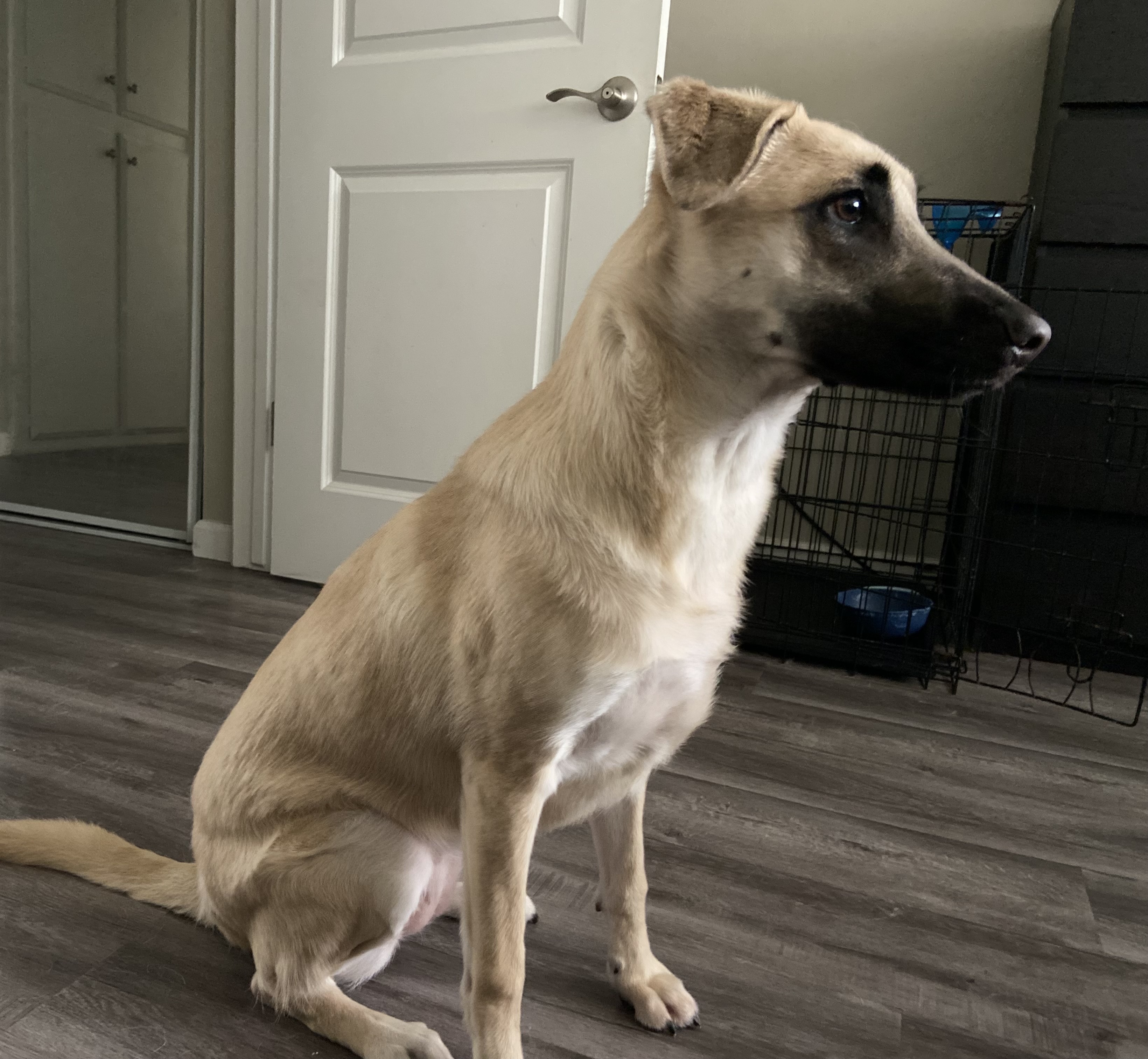 1 Year Old German Shepherd / Lab Mix - Female image 2