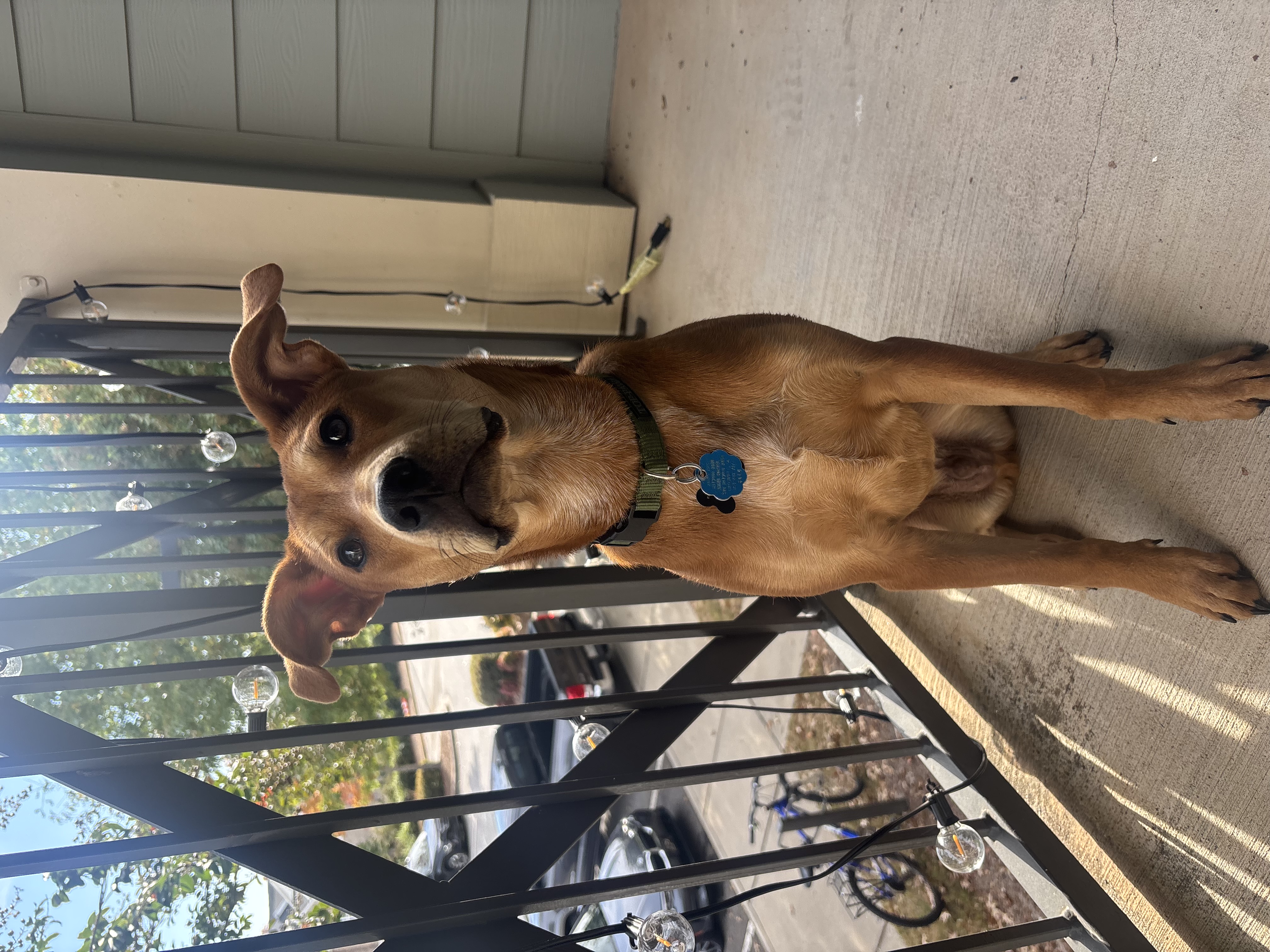 Looking to rehome our puppy Dexter, retriever mix image 2