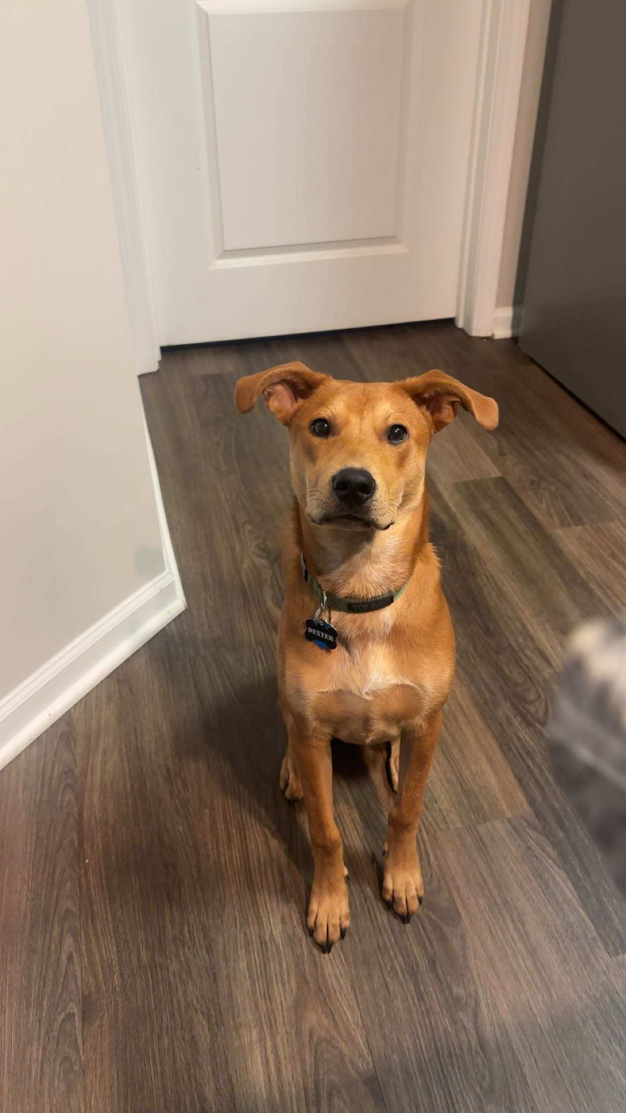 Looking to rehome our puppy Dexter, retriever mix image 1