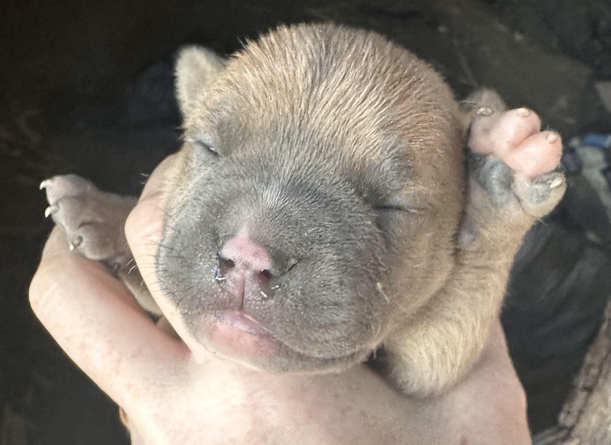 Male bully pit try color fawn image 1