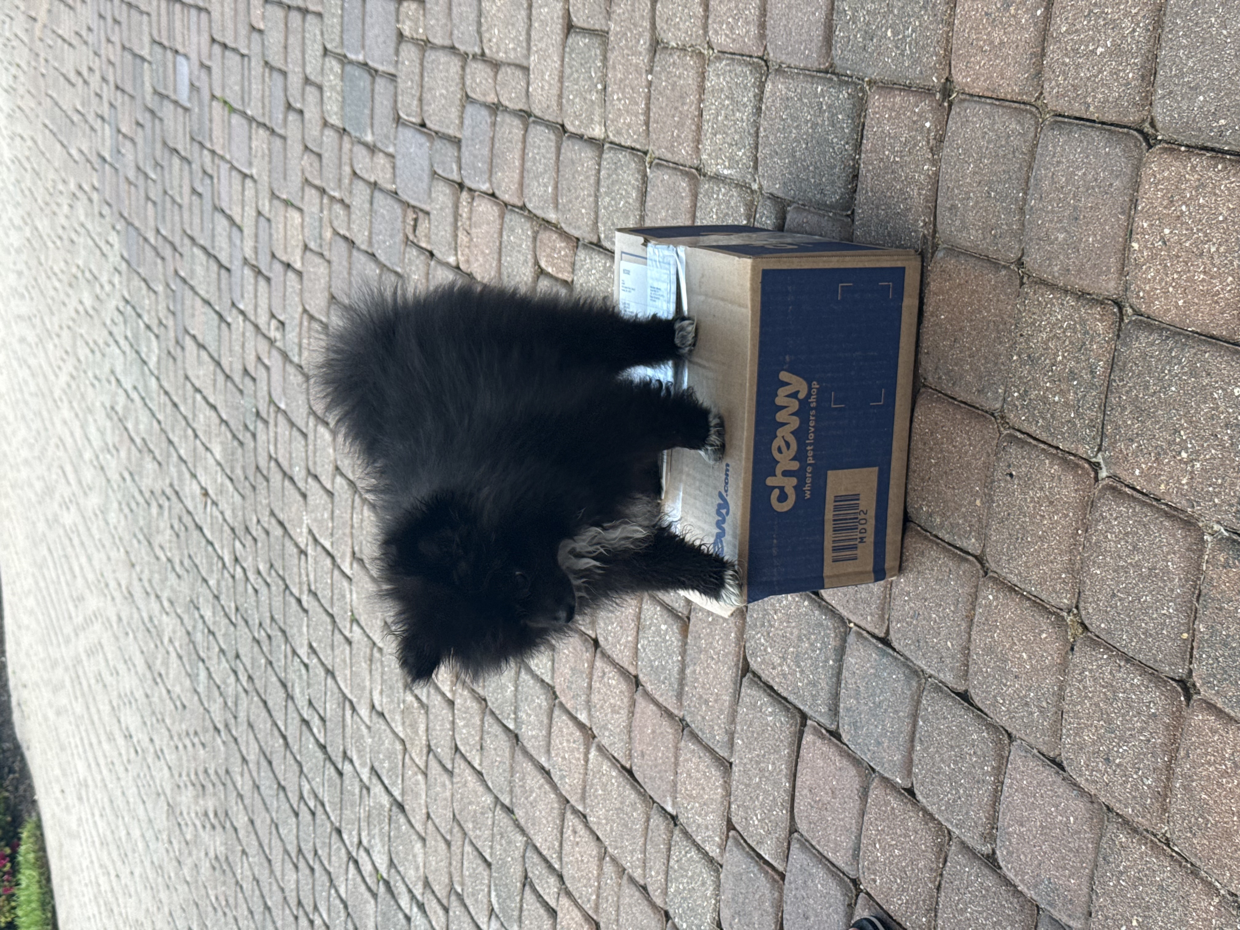 Pomeranian image 4
